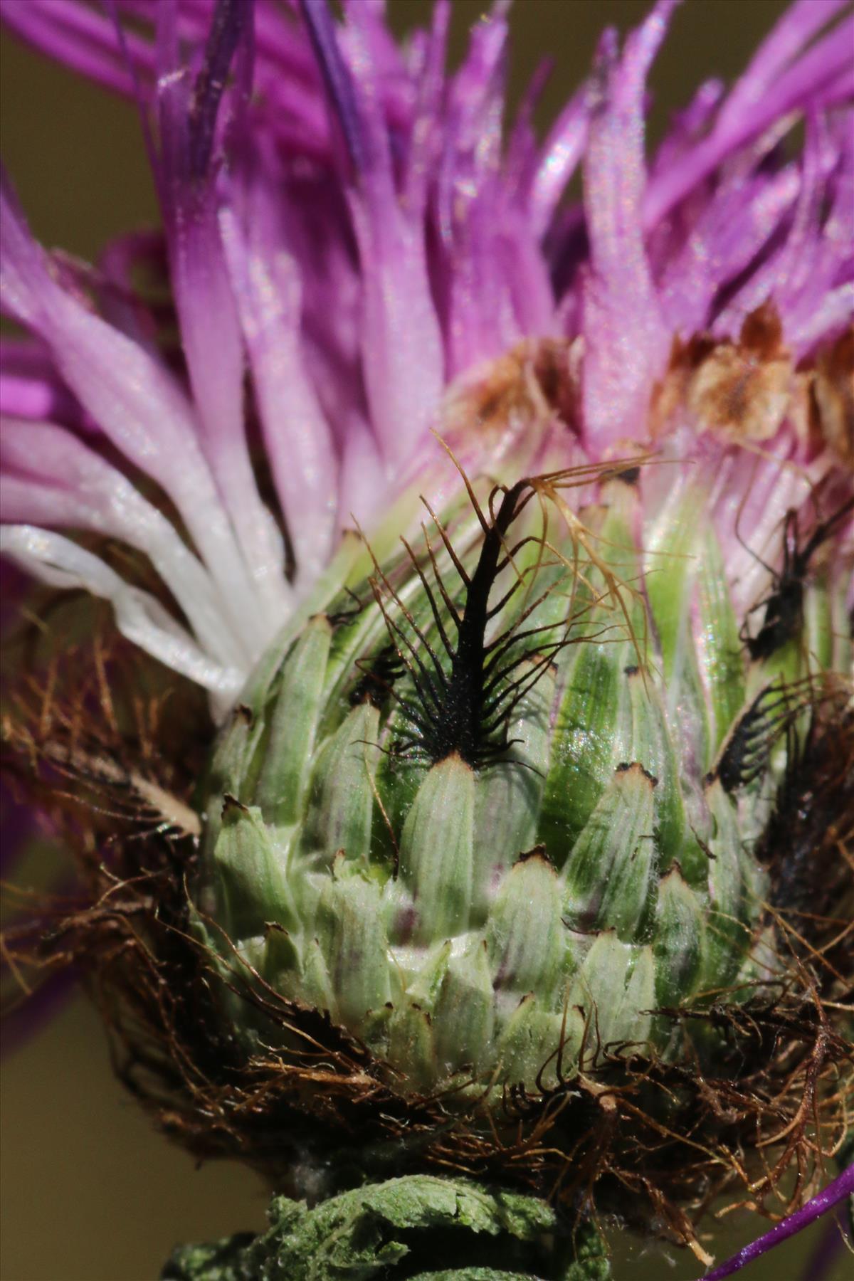 Centaurea phrygia (door Willem Braam)