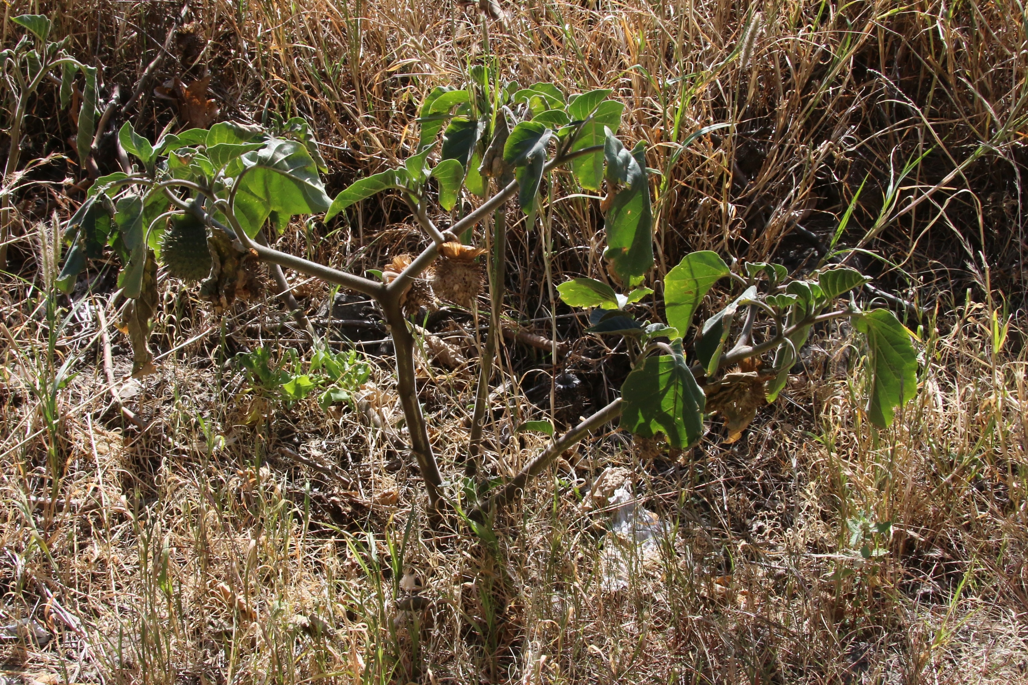 Datura innoxia (door Willem Braam)