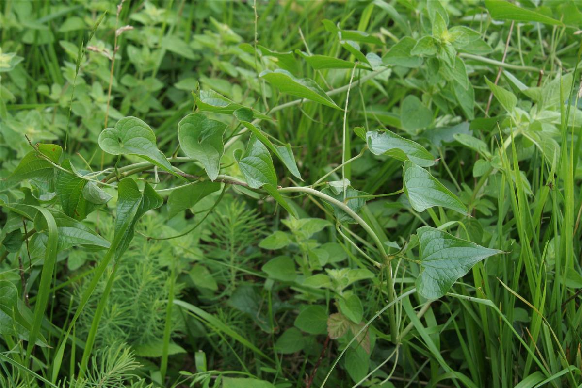Dioscorea communis (door Willem Braam)