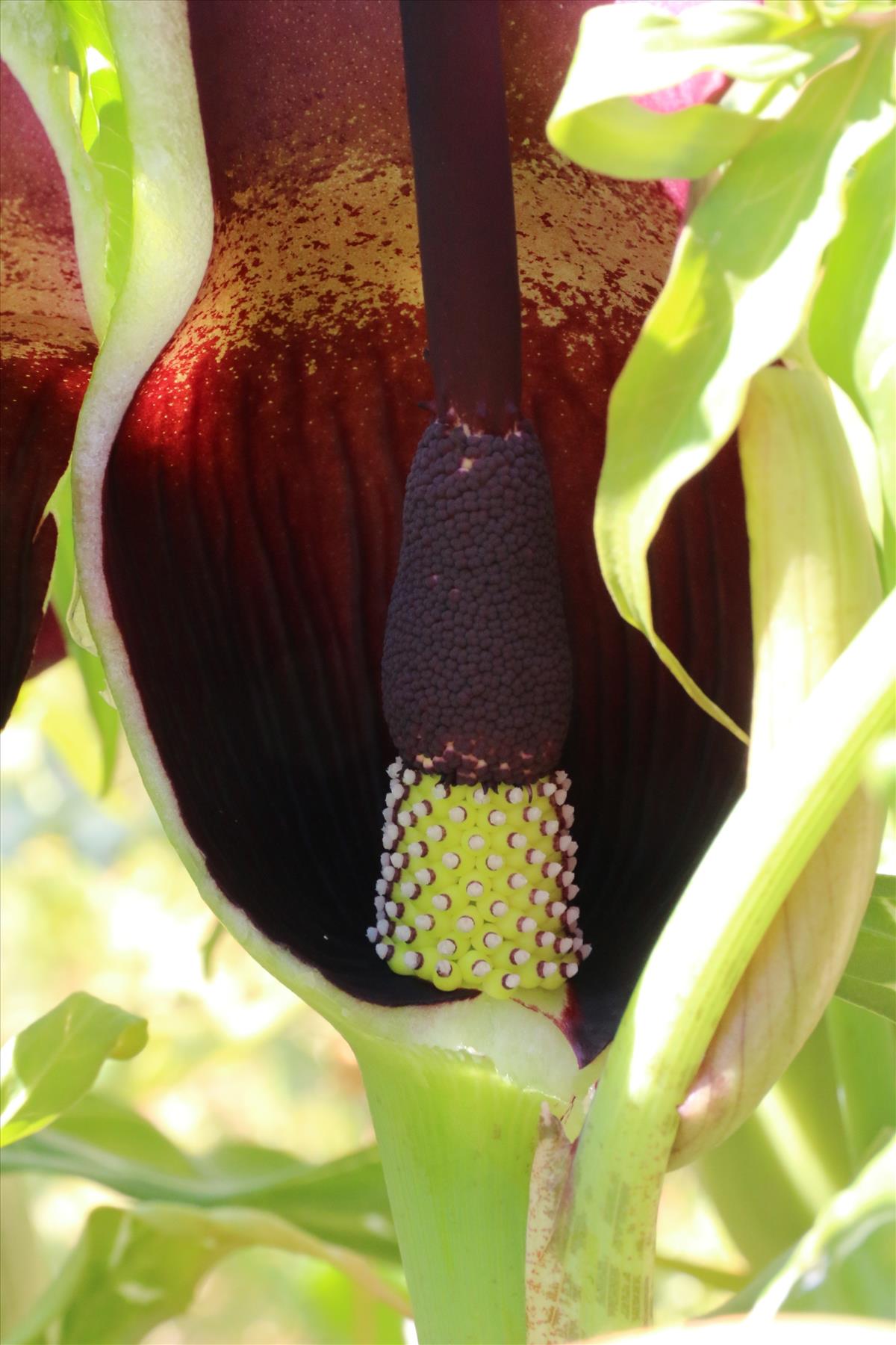 Dracunculus vulgaris (door Willem Braam)