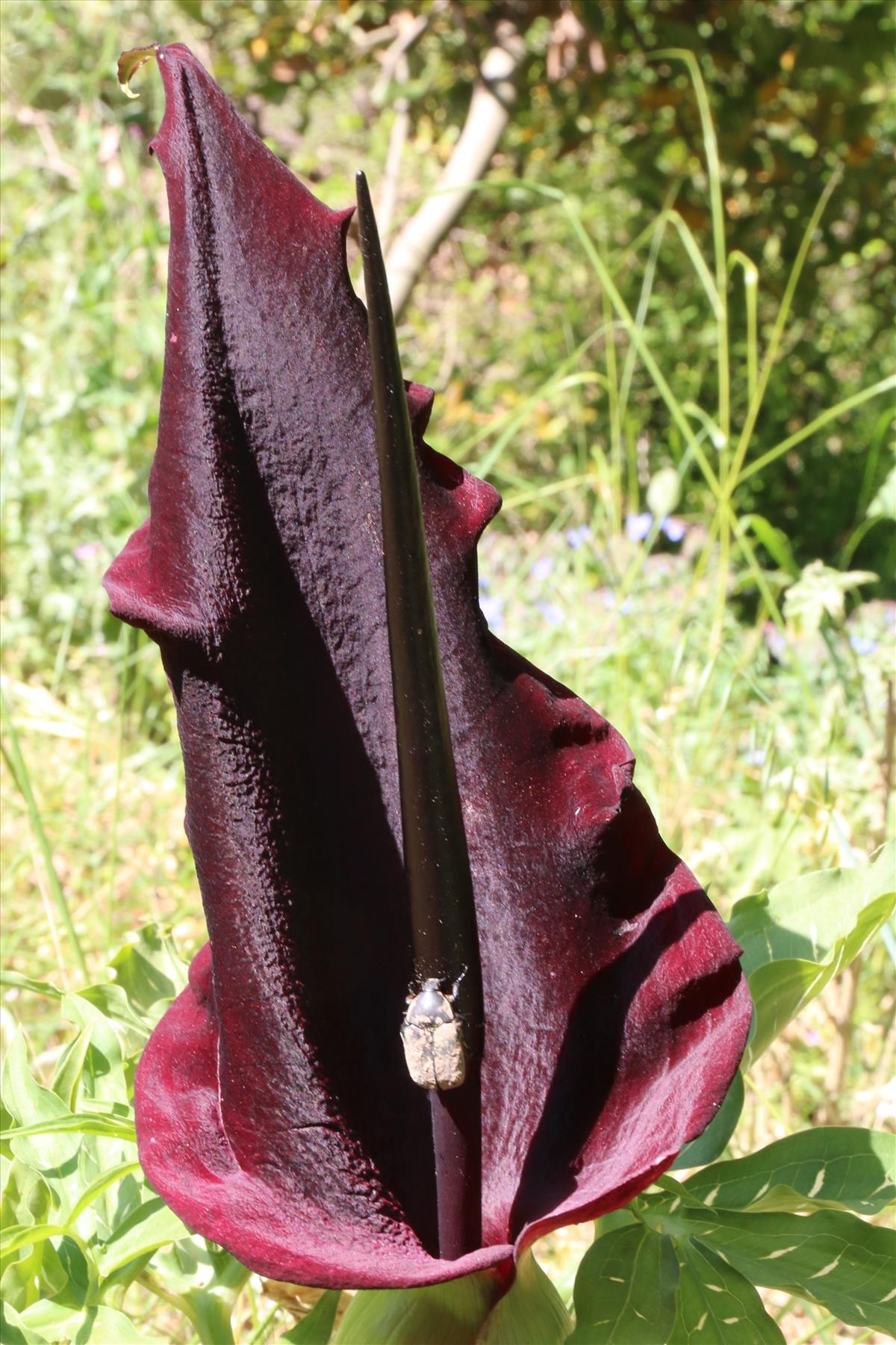 Dracunculus vulgaris (door Willem Braam)