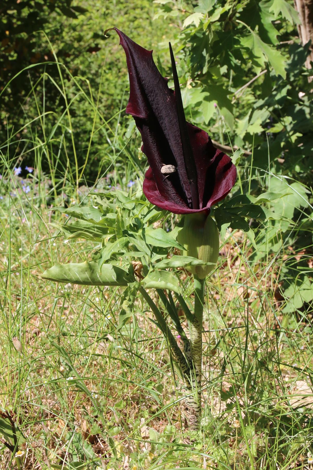 Dracunculus vulgaris (door Willem Braam)