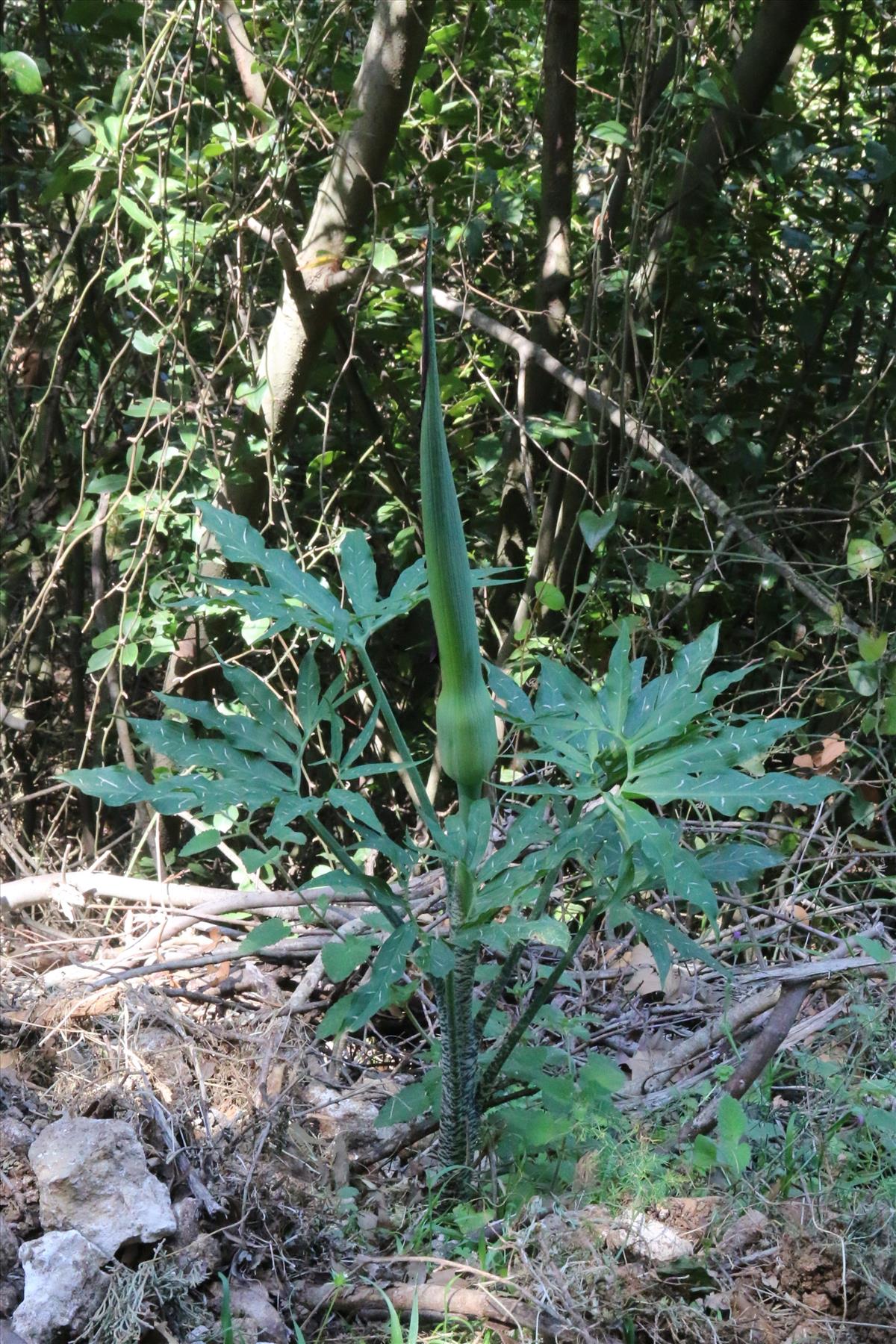 Dracunculus vulgaris (door Willem Braam)