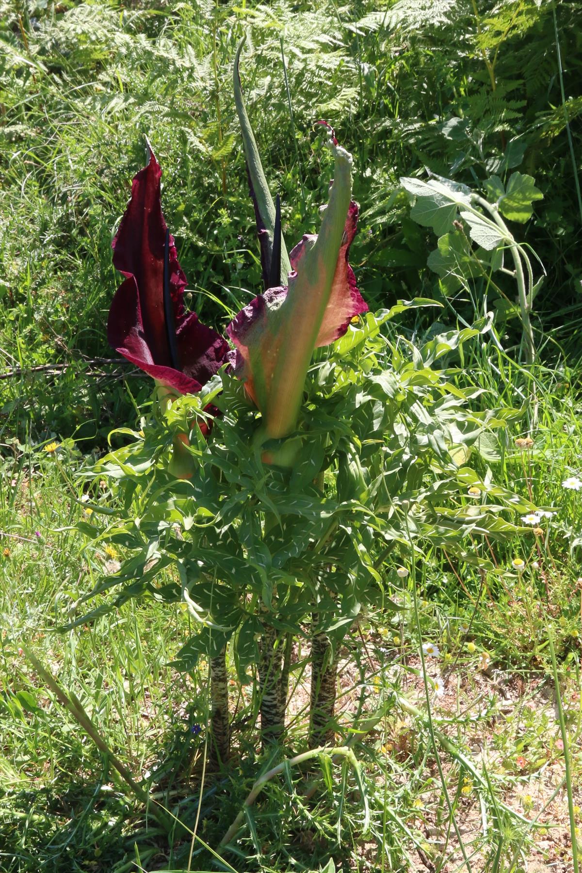 Dracunculus vulgaris (door Willem Braam)