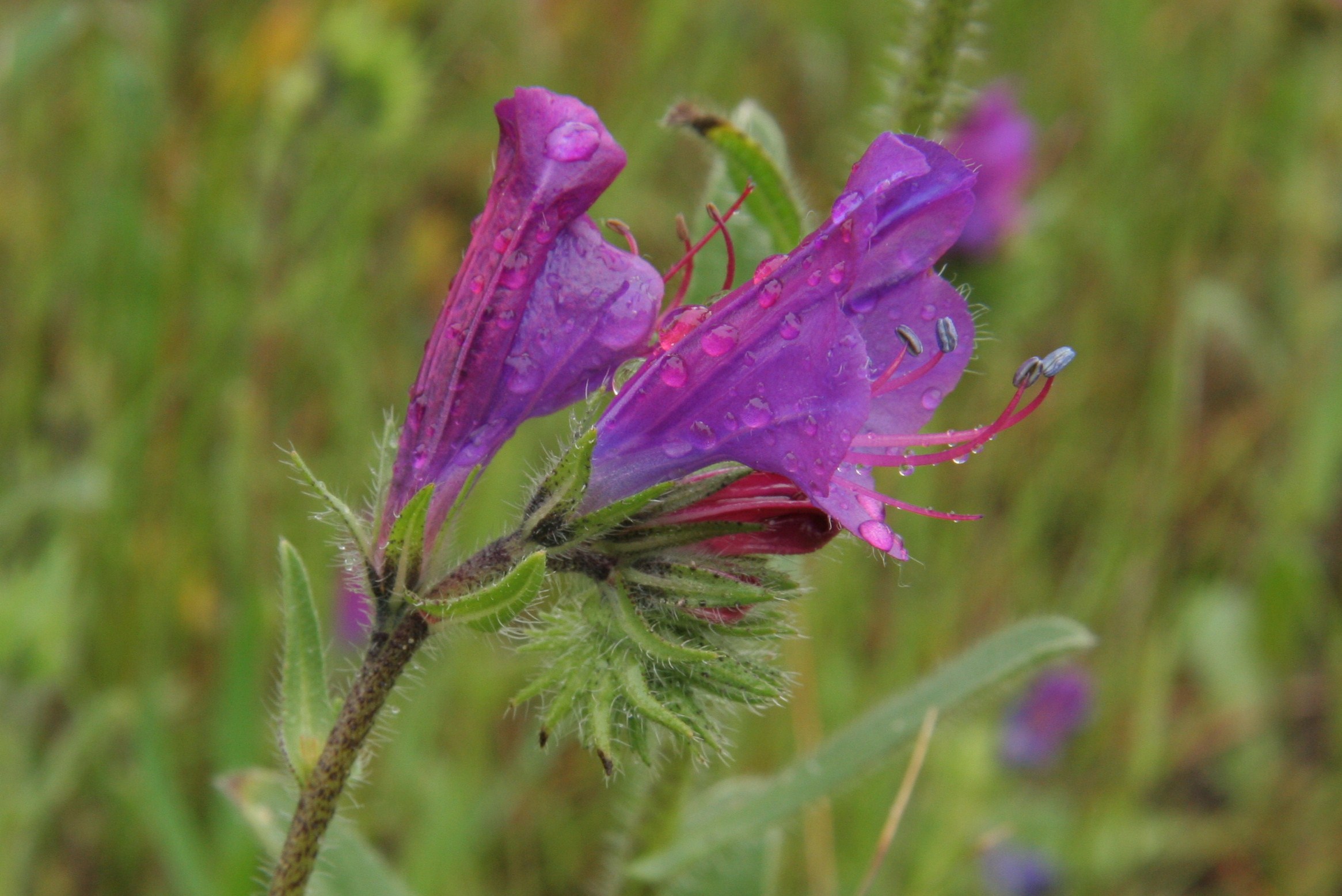 Echium plantagineum (door Willem Braam)