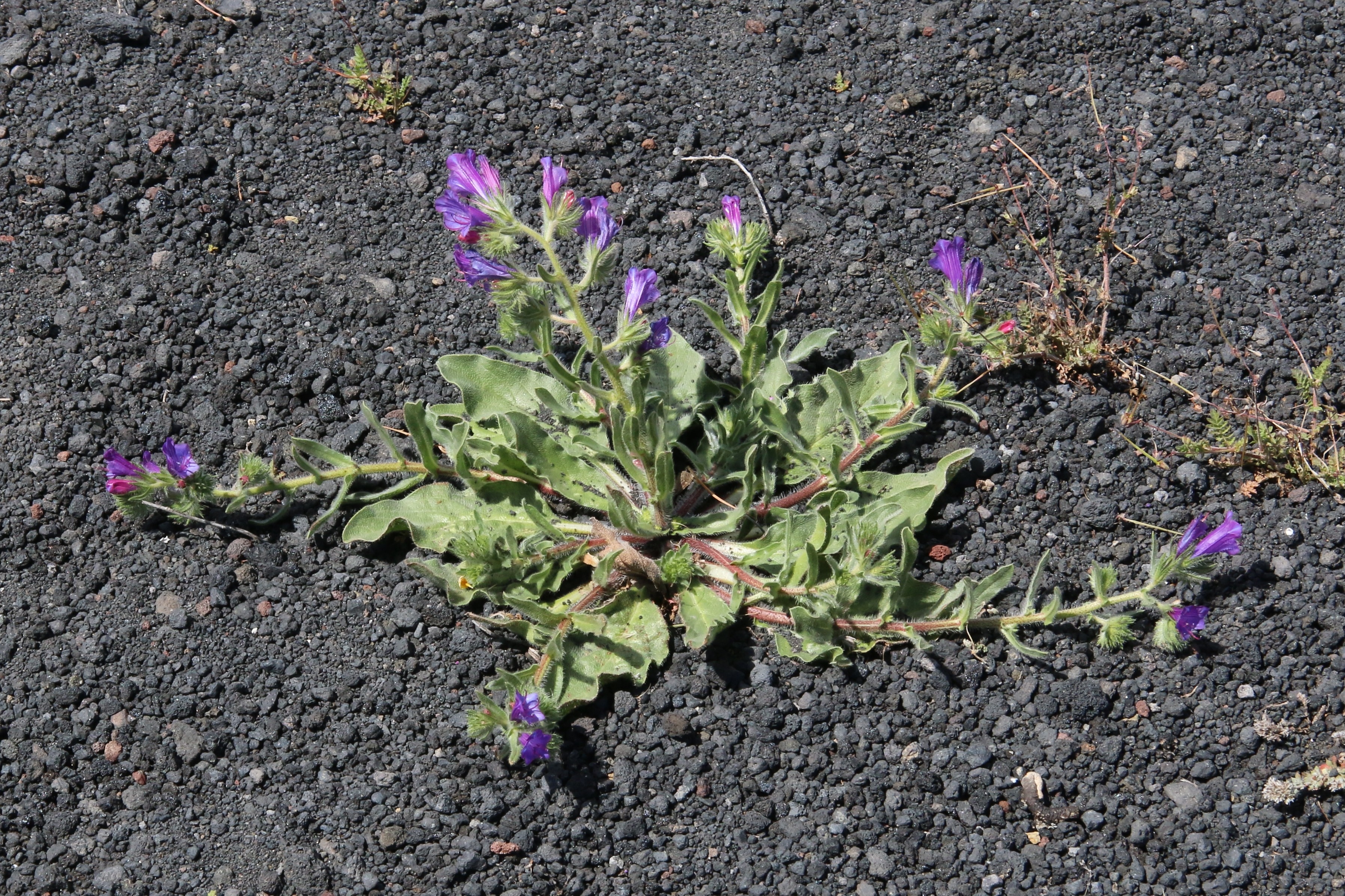 Echium plantagineum (door Willem Braam)