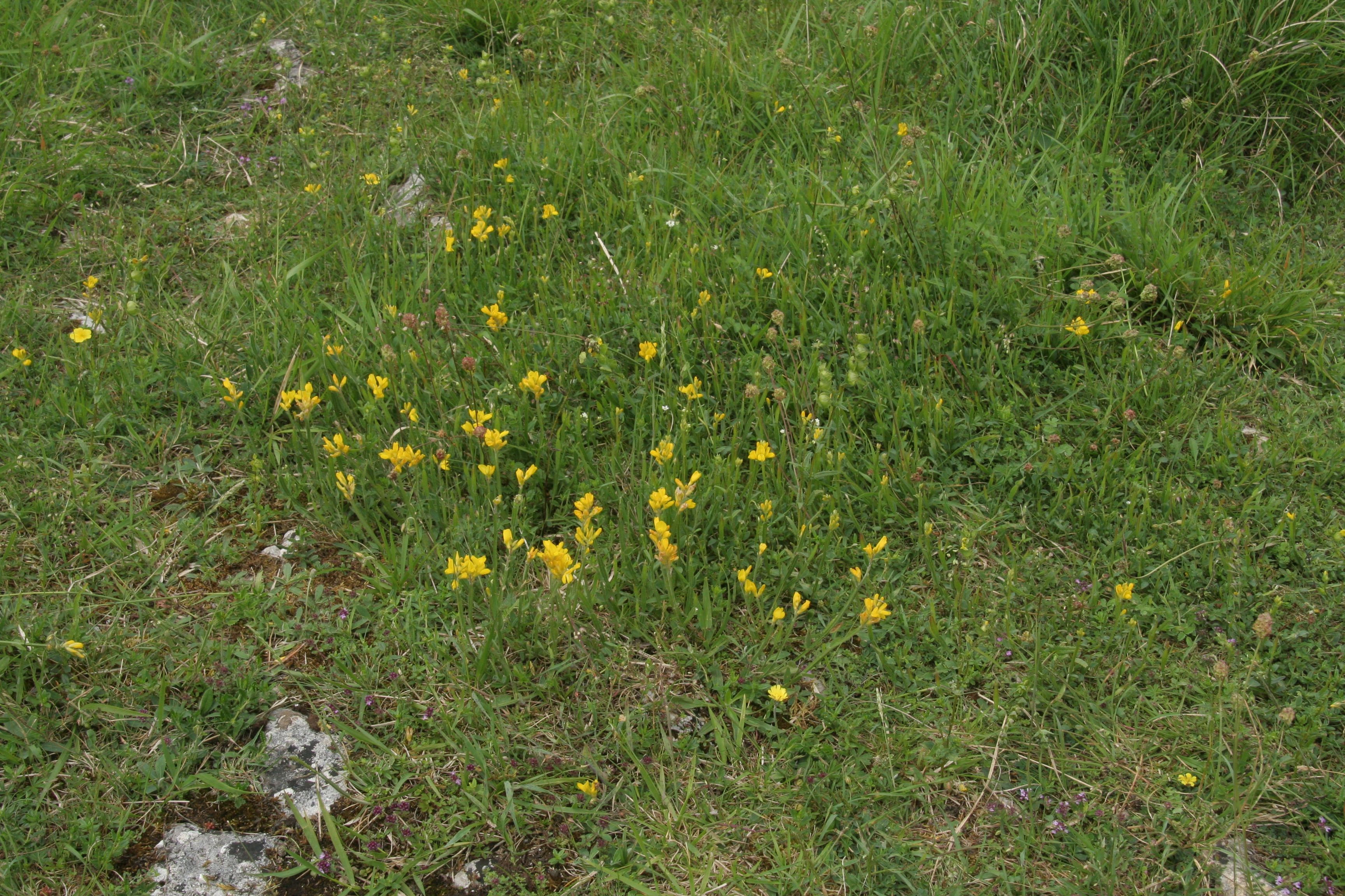 Genista sagittalis (door Willem Braam)