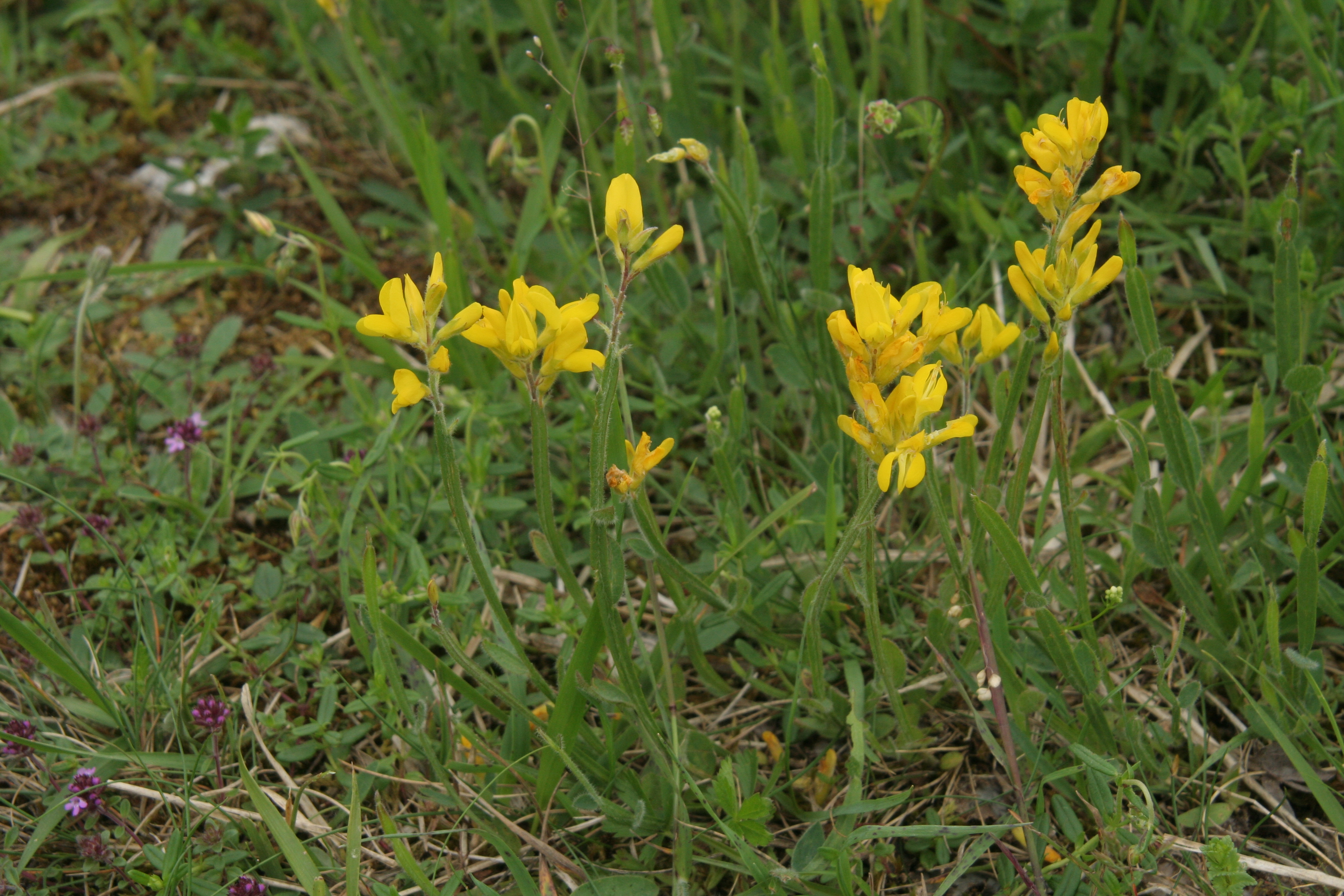 Genista sagittalis (door Willem Braam)