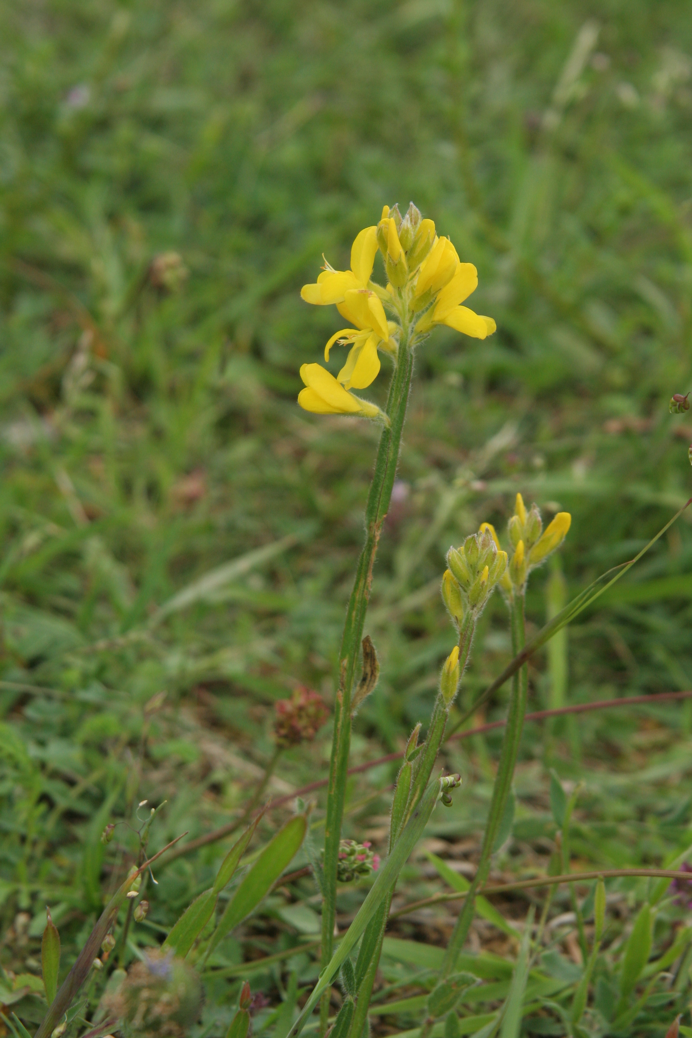 Genista sagittalis (door Willem Braam)