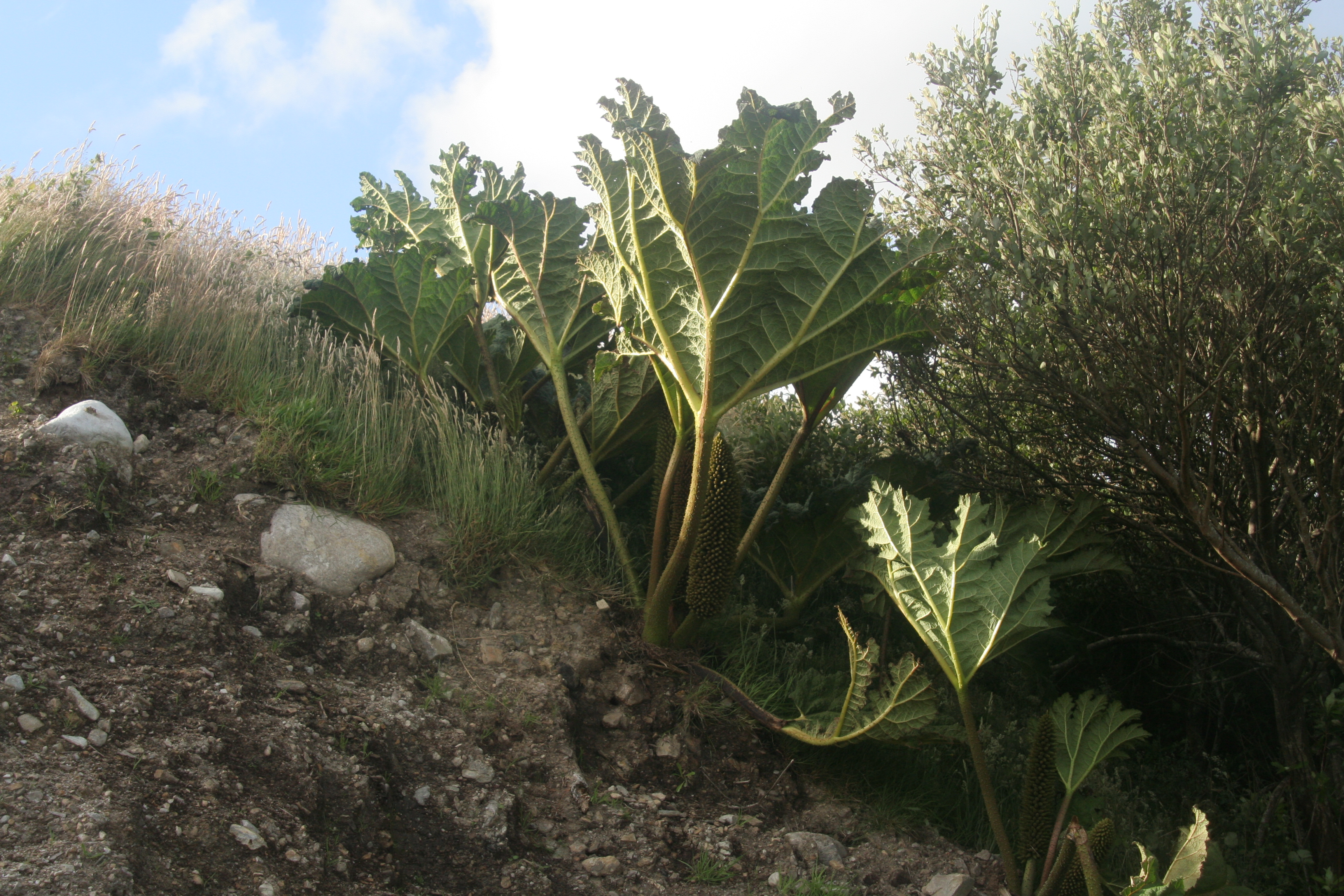 Gunnera tinctoria (door Willem Braam)