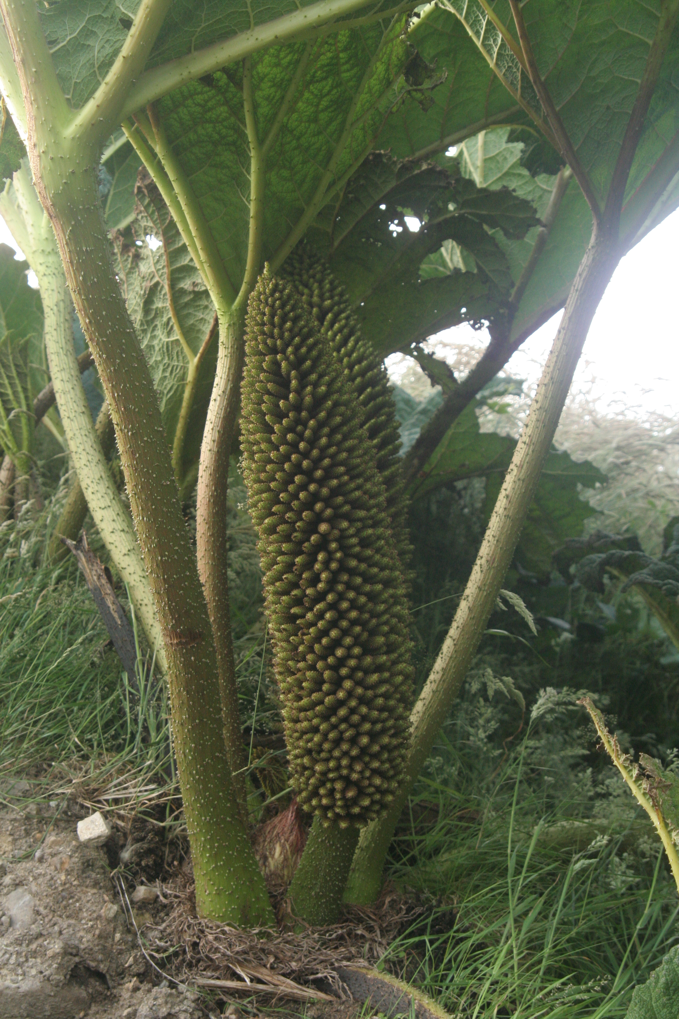 Gunnera tinctoria (door Willem Braam)