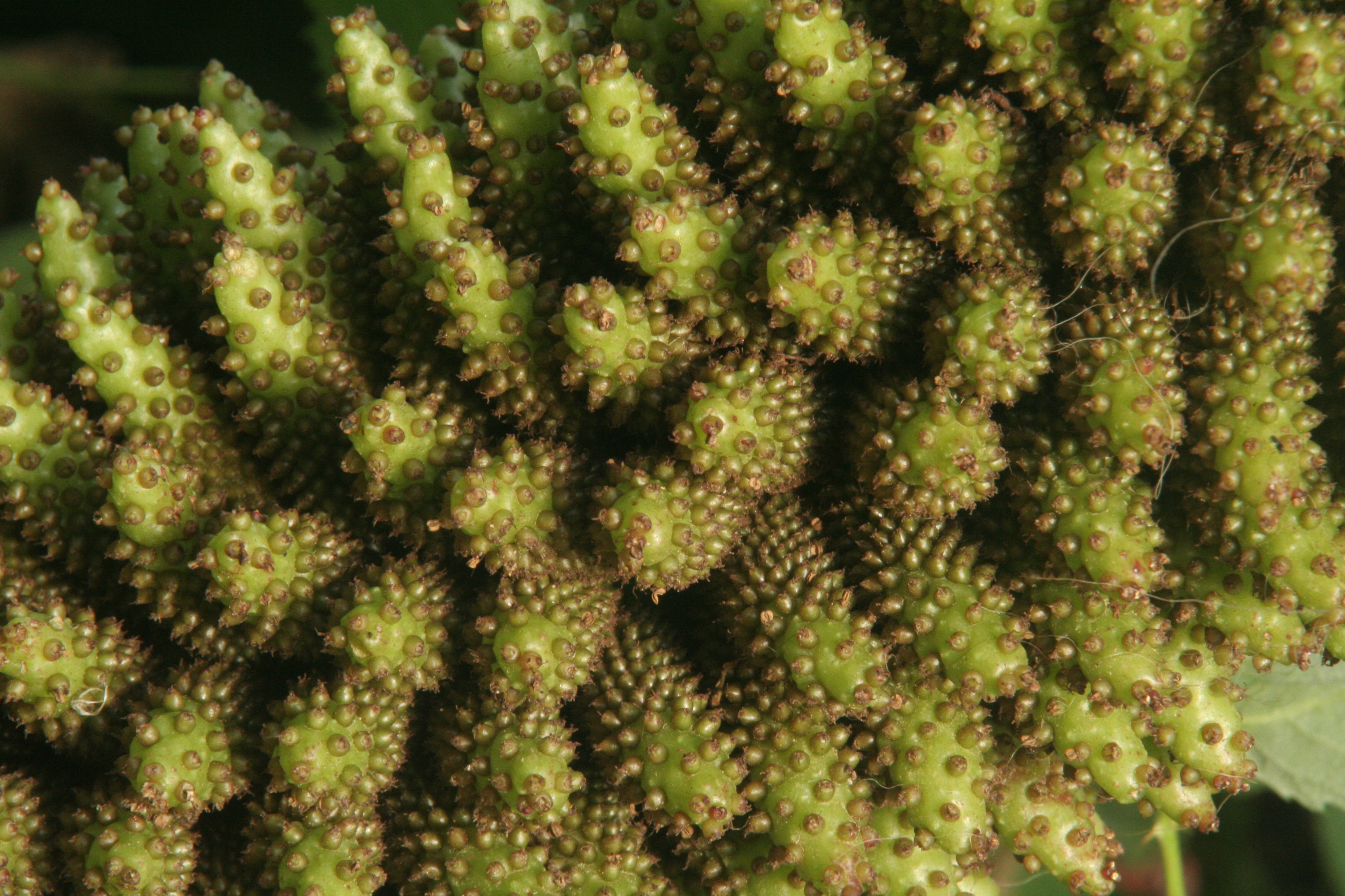 Gunnera tinctoria (door Willem Braam)