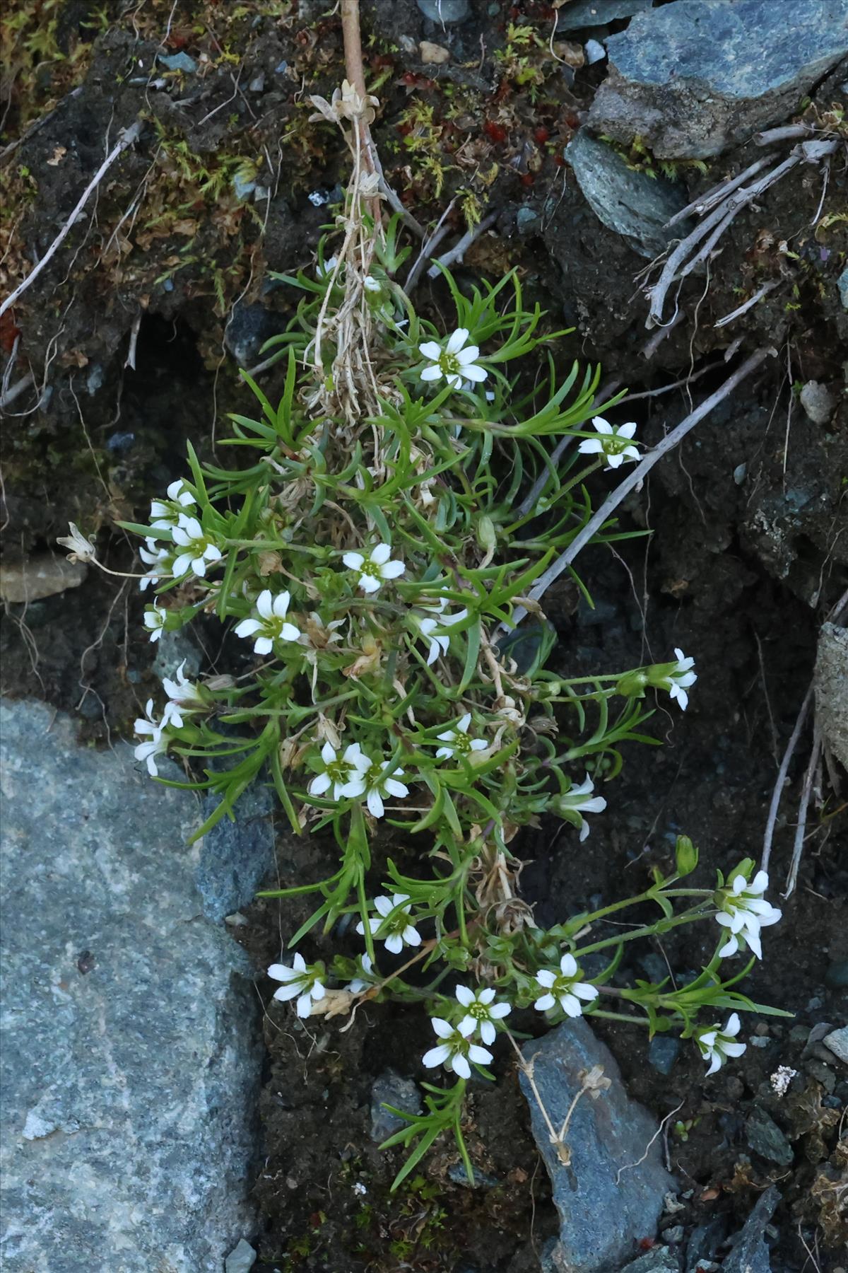 Gypsophila repens (door Willem Braam)
