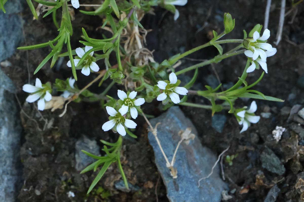 Gypsophila repens (door Willem Braam)