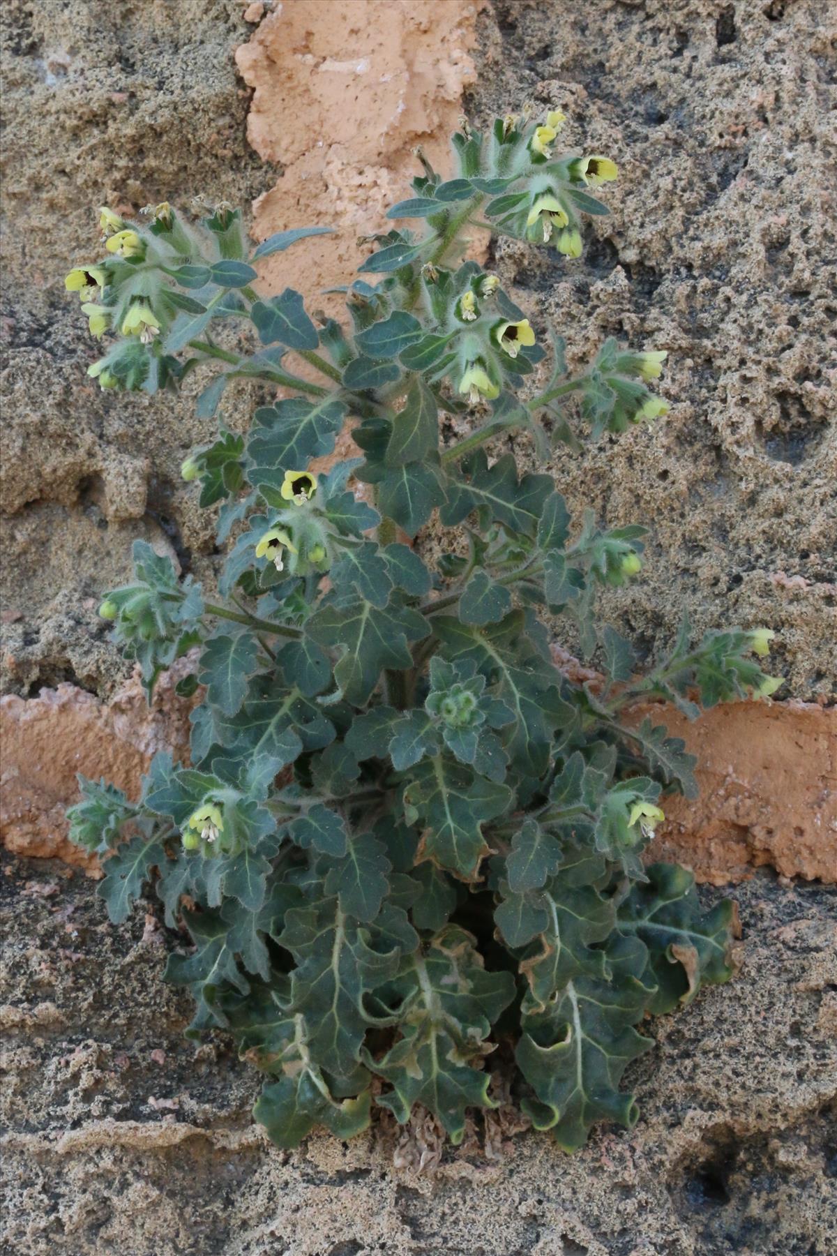 Hyoscyamus albus (door Willem Braam)