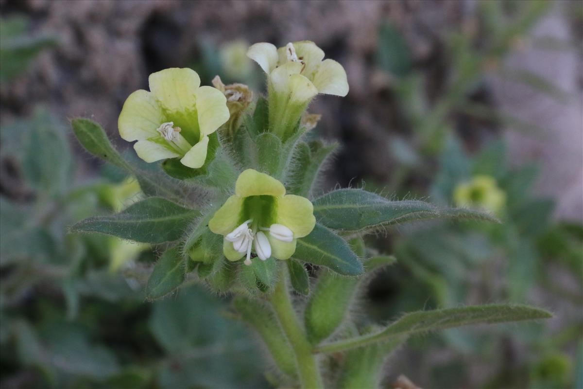 Hyoscyamus albus (door Willem Braam)