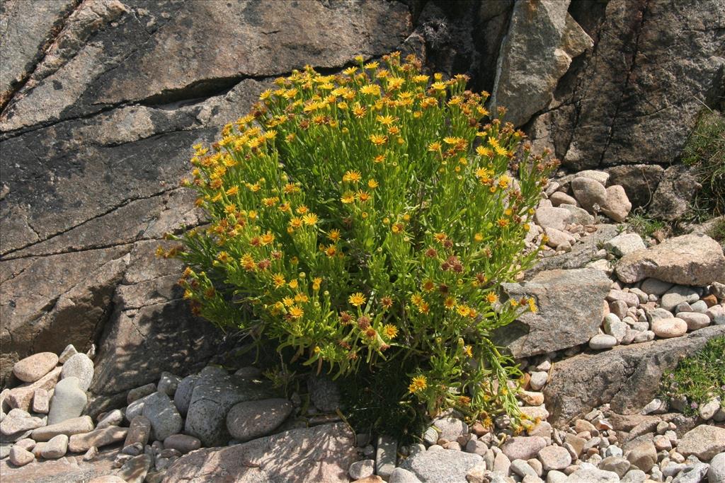 Inula crithmoides (door Willem Braam)