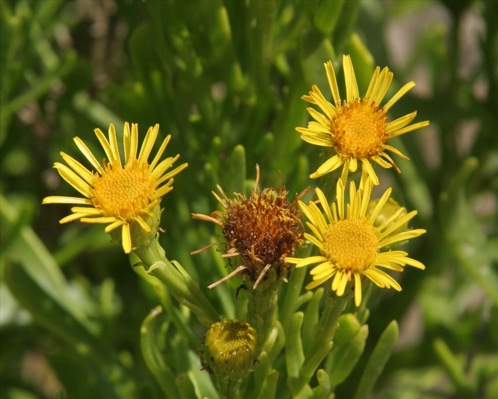 Inula crithmoides (door Willem Braam)