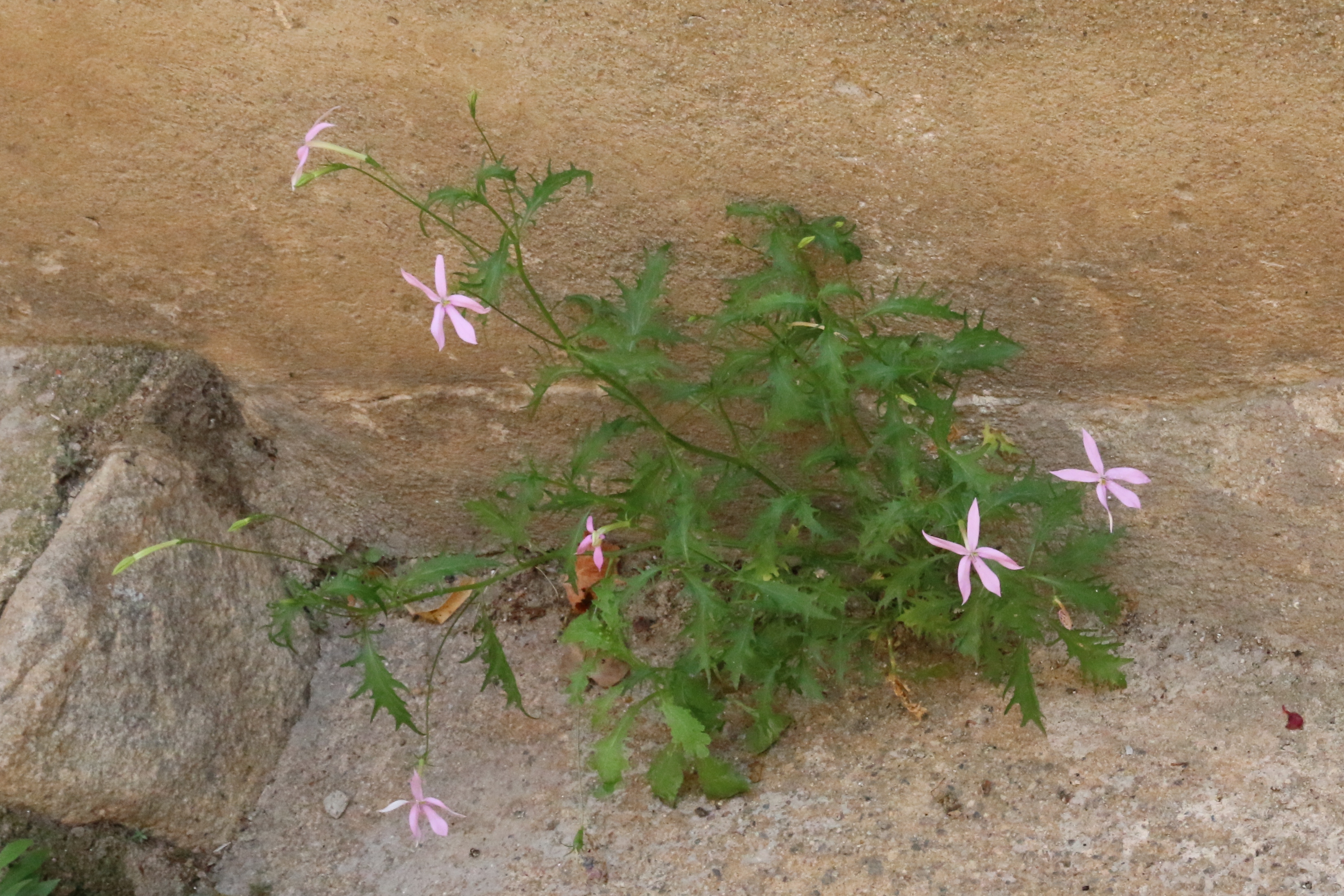 Isotoma axillaris (door Willem Braam)