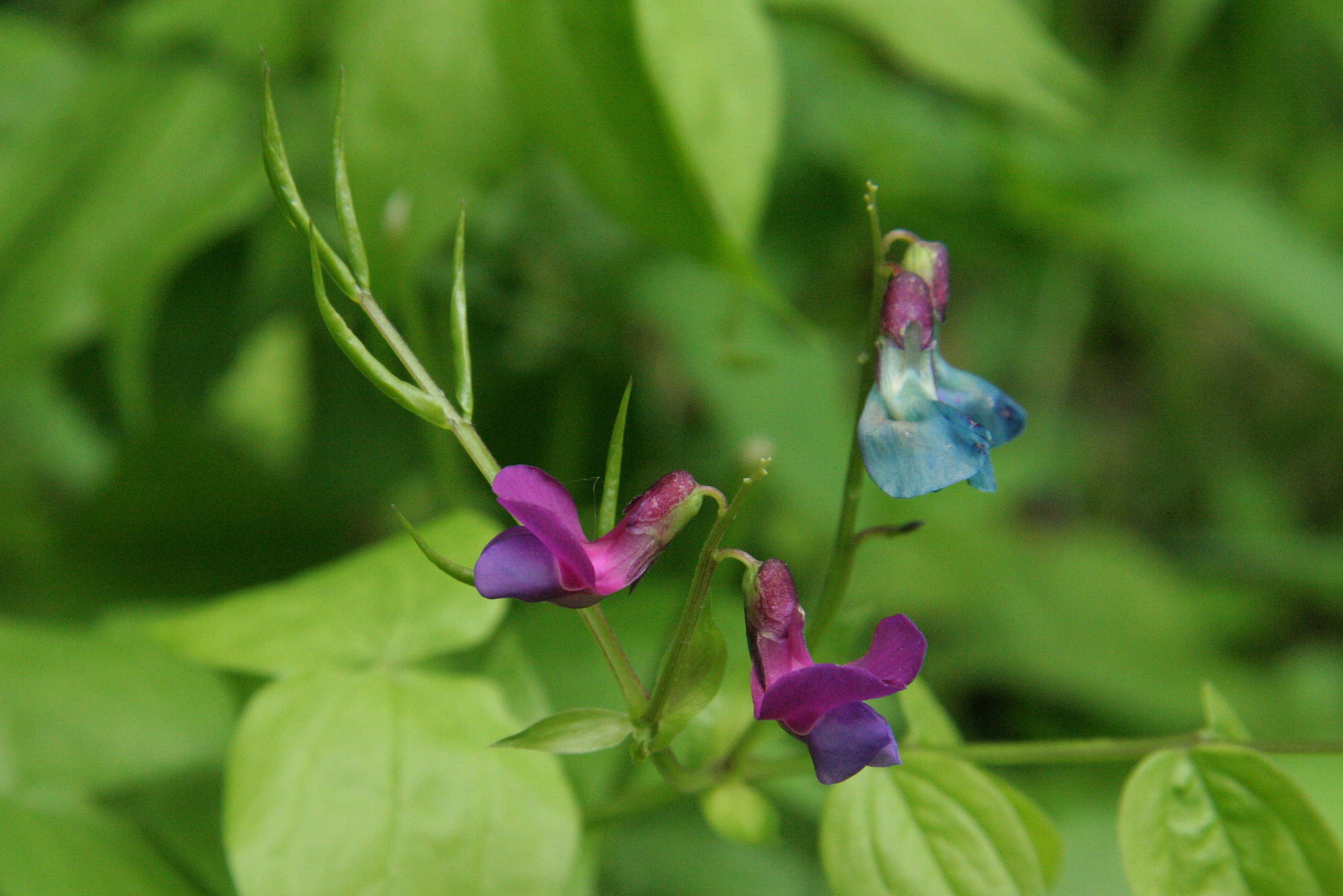 Lathyrus vernus (door Willem Braam)