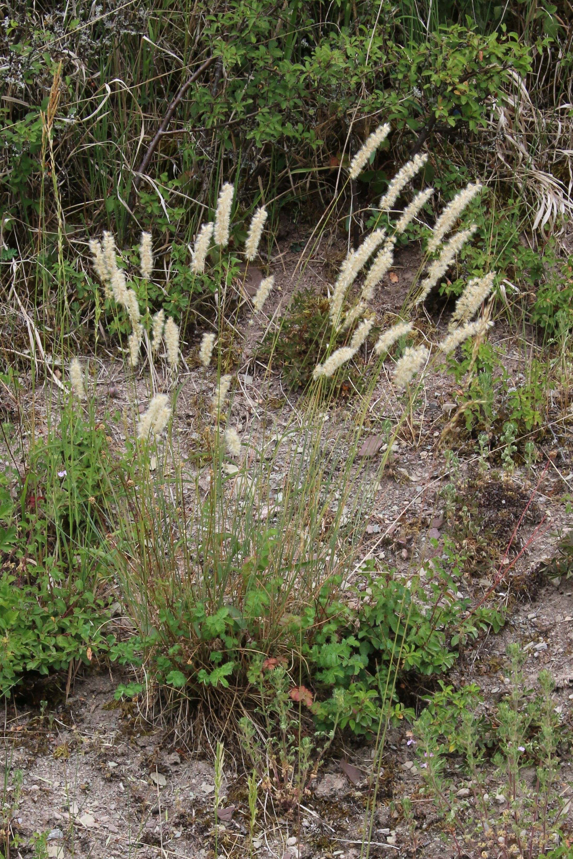 Melica ciliata (door Willem Braam)