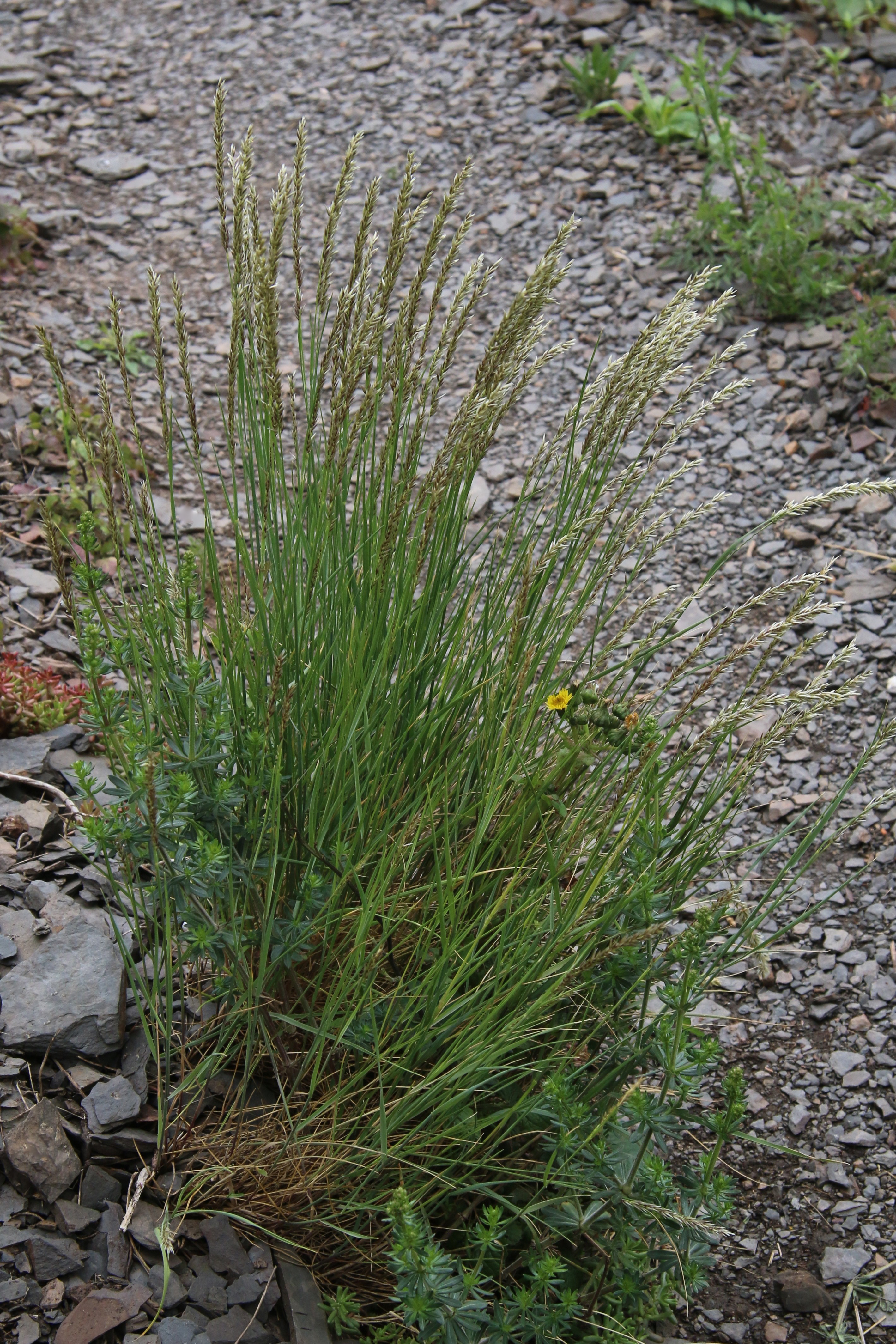 Melica ciliata (door Willem Braam)