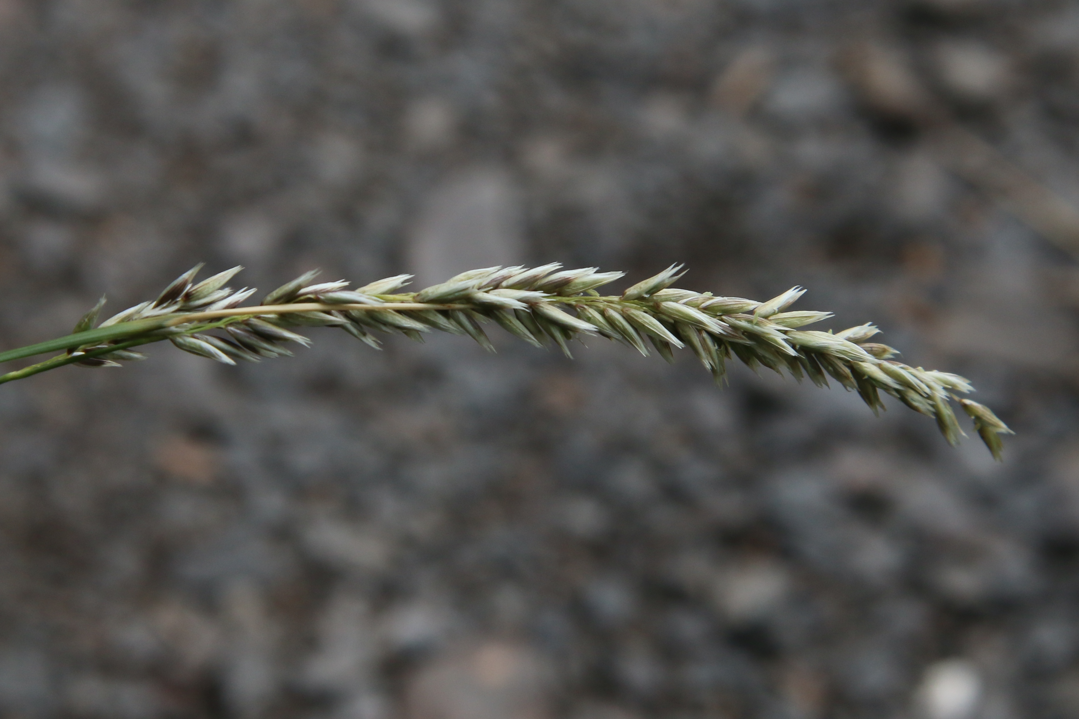 Melica ciliata (door Willem Braam)