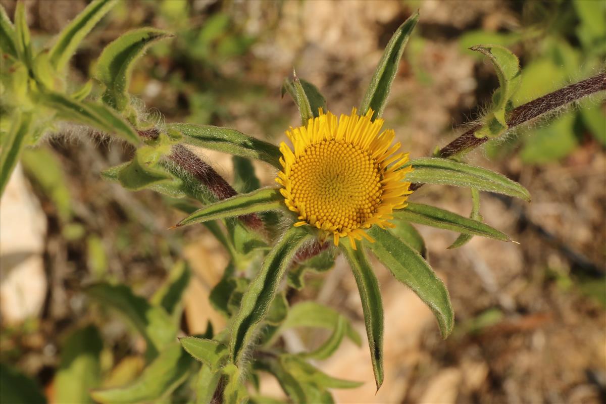 Pallenis spinosa (door Willem Braam)