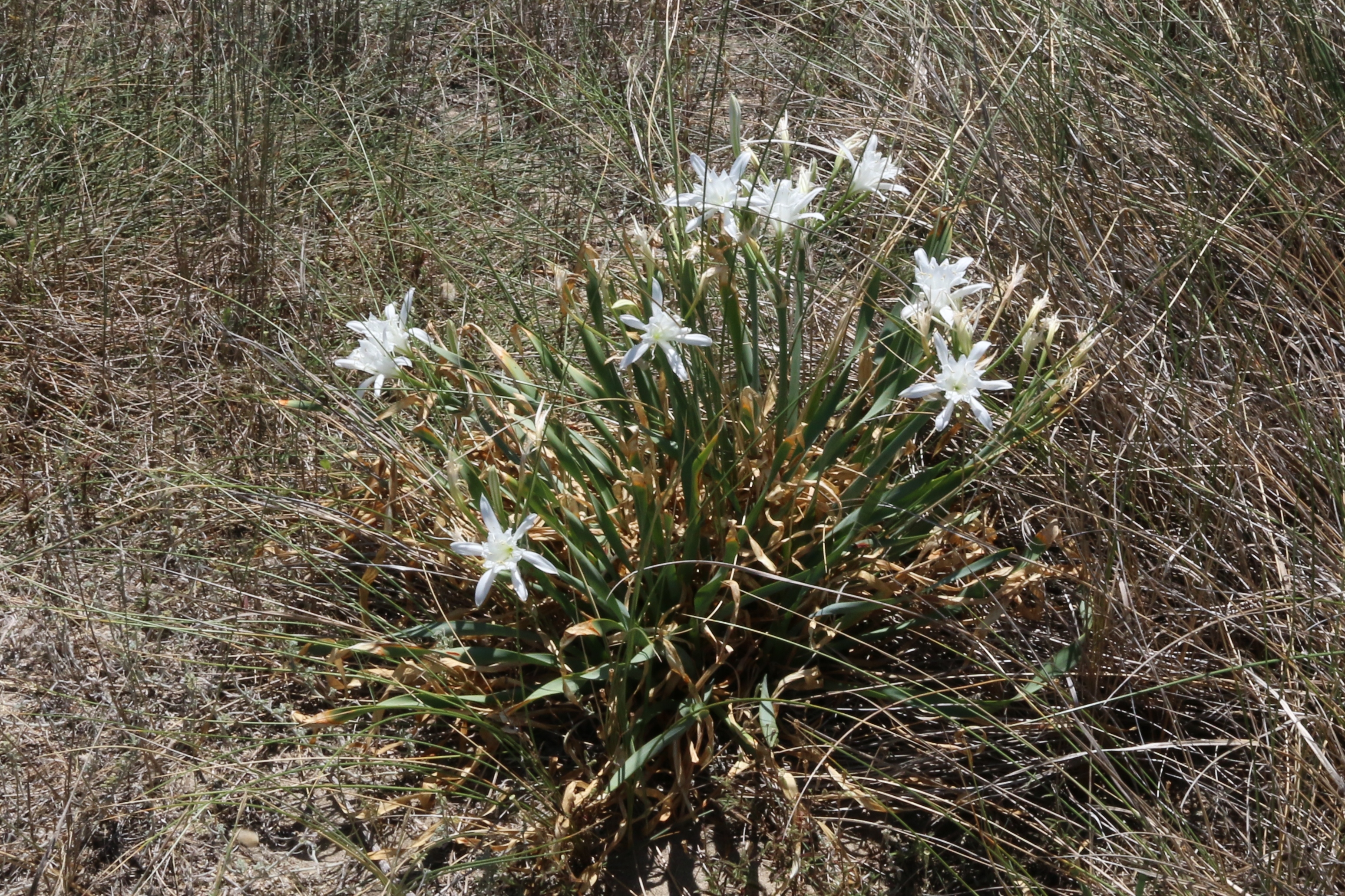 Pancratium maritimum (door Willem Braam)