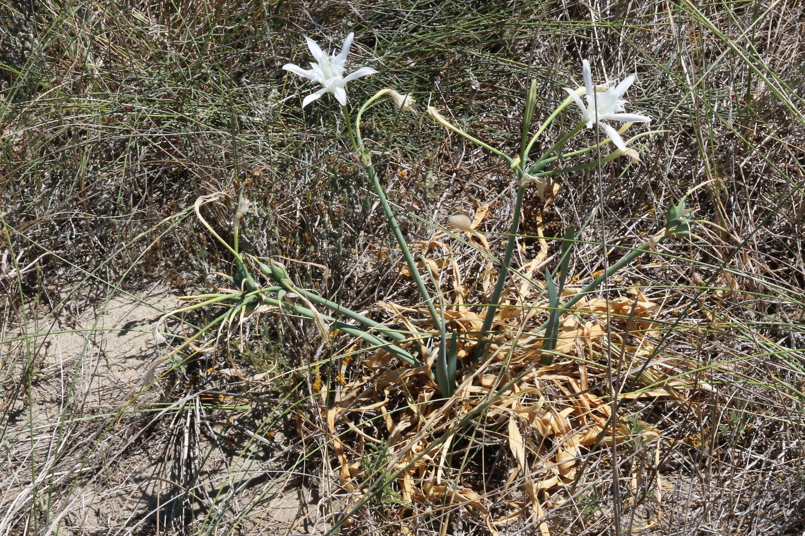 Pancratium maritimum (door Willem Braam)