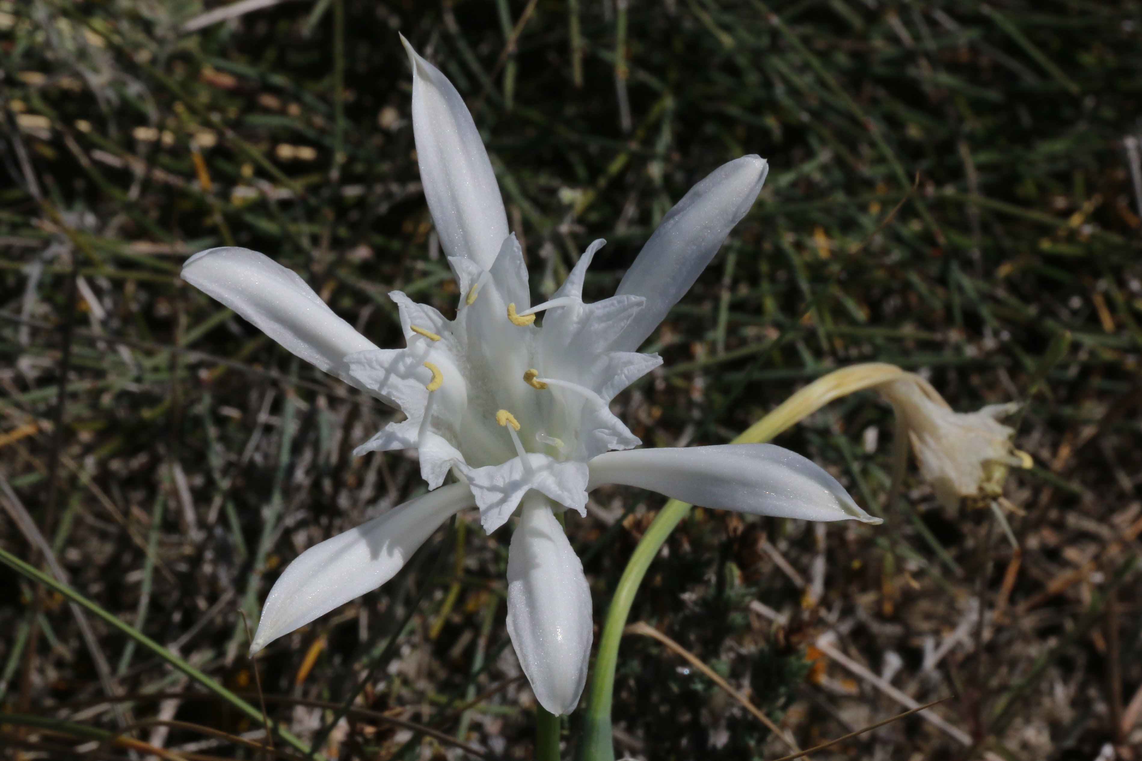 Pancratium maritimum (door Willem Braam)