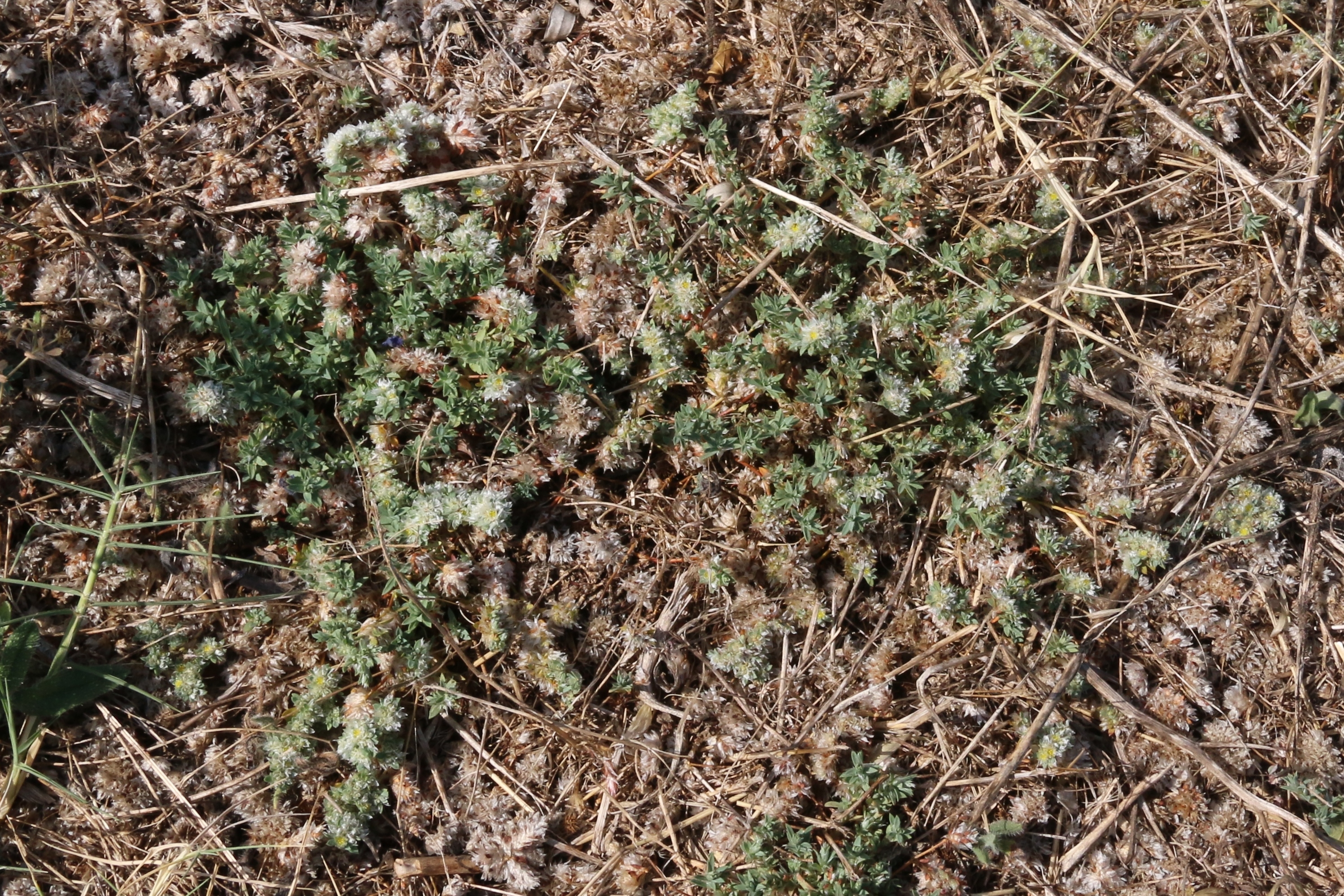 Paronychia argentea (door Willem Braam)