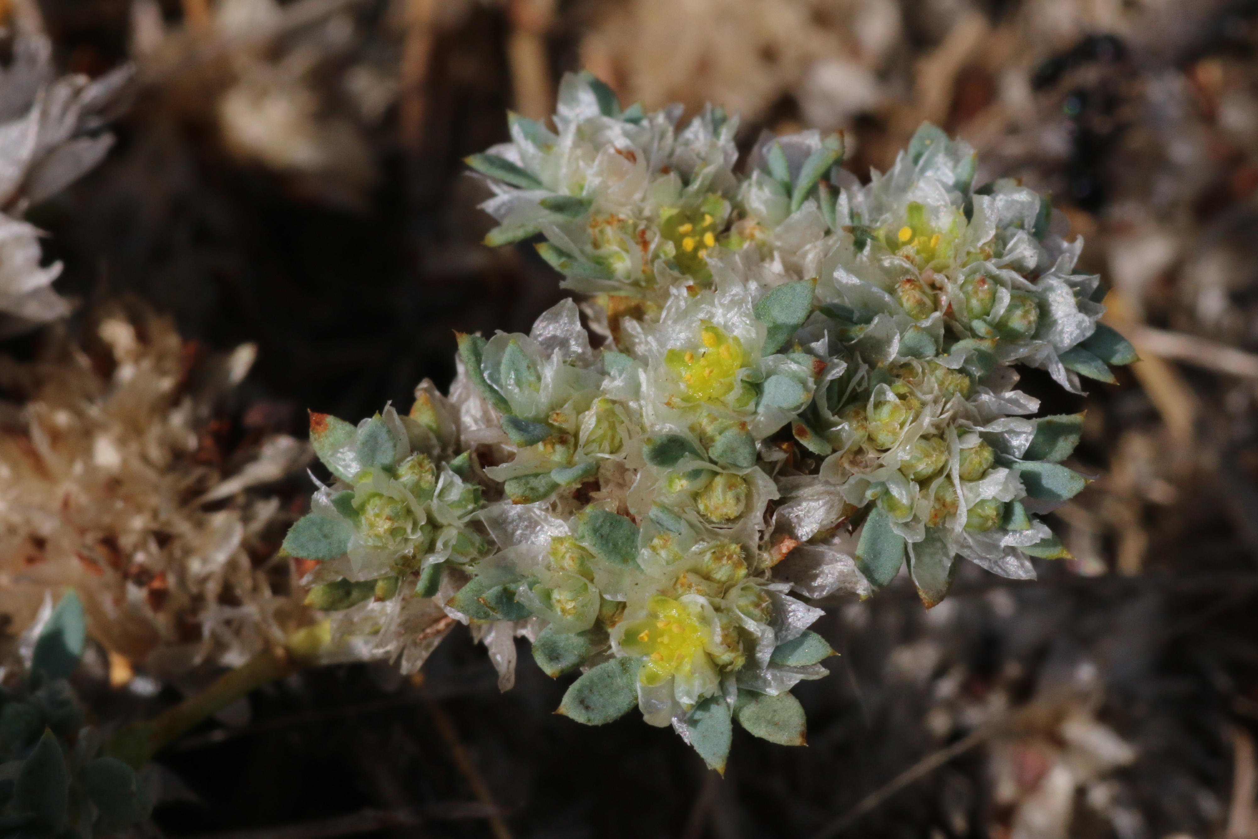 Paronychia argentea (door Willem Braam)