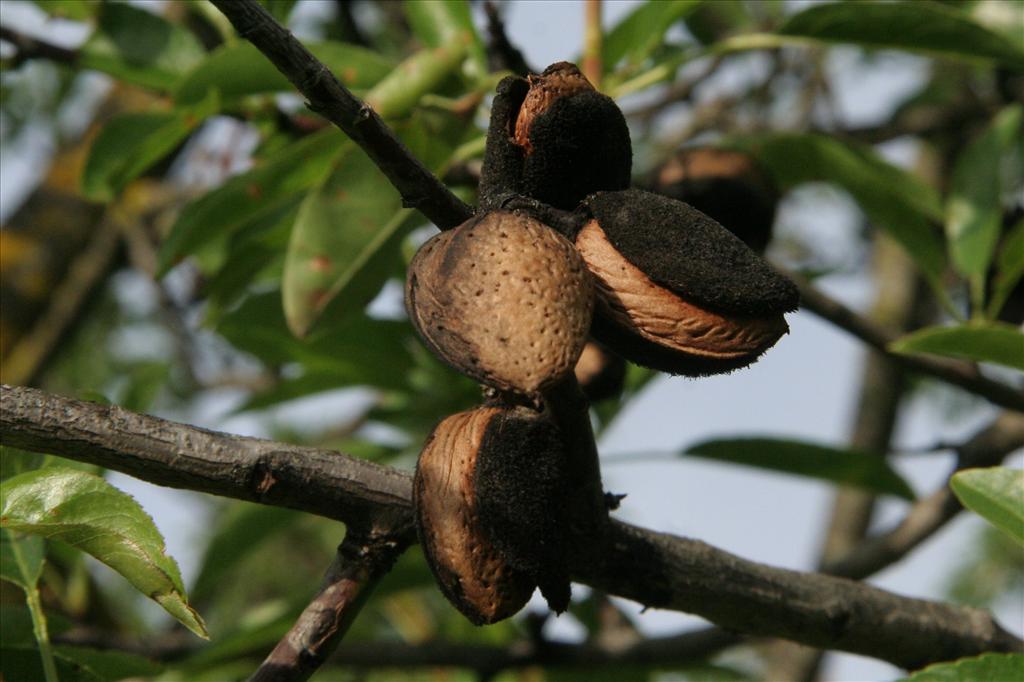 Prunus dulcis (door Willem Braam)