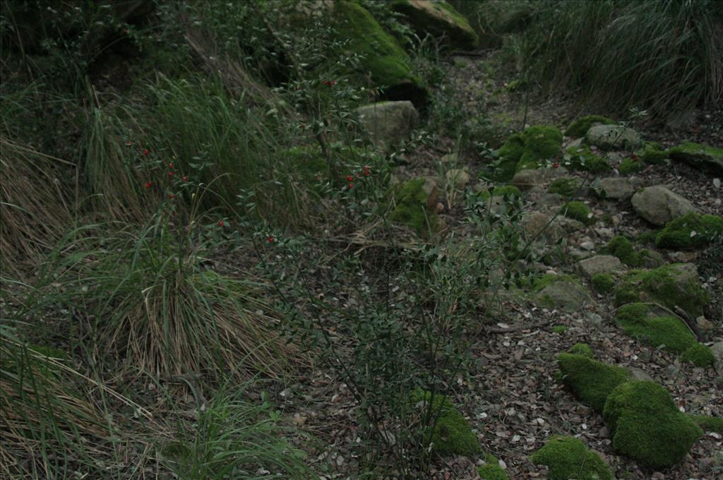 Ruscus aculeatus (door Willem Braam)