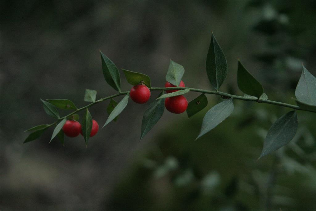 Ruscus aculeatus (door Willem Braam)