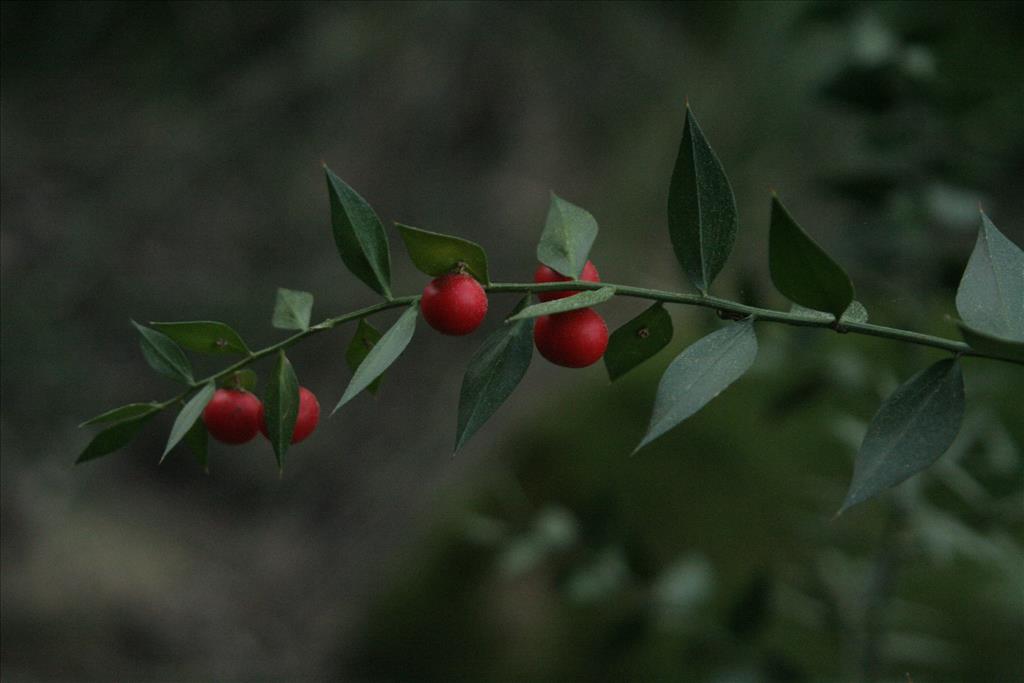 Ruscus aculeatus (door Willem Braam)