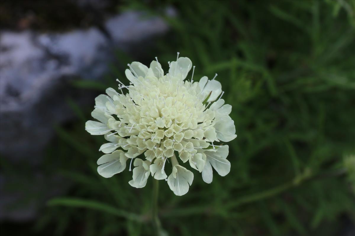 Scabiosa ochroleuca (door Willem Braam)