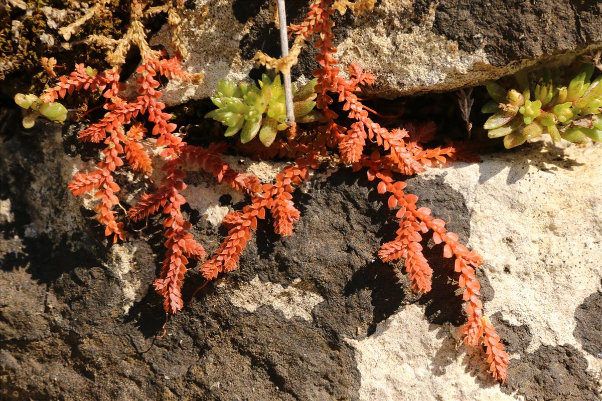 Selaginella kraussiana (door Willem Braam)