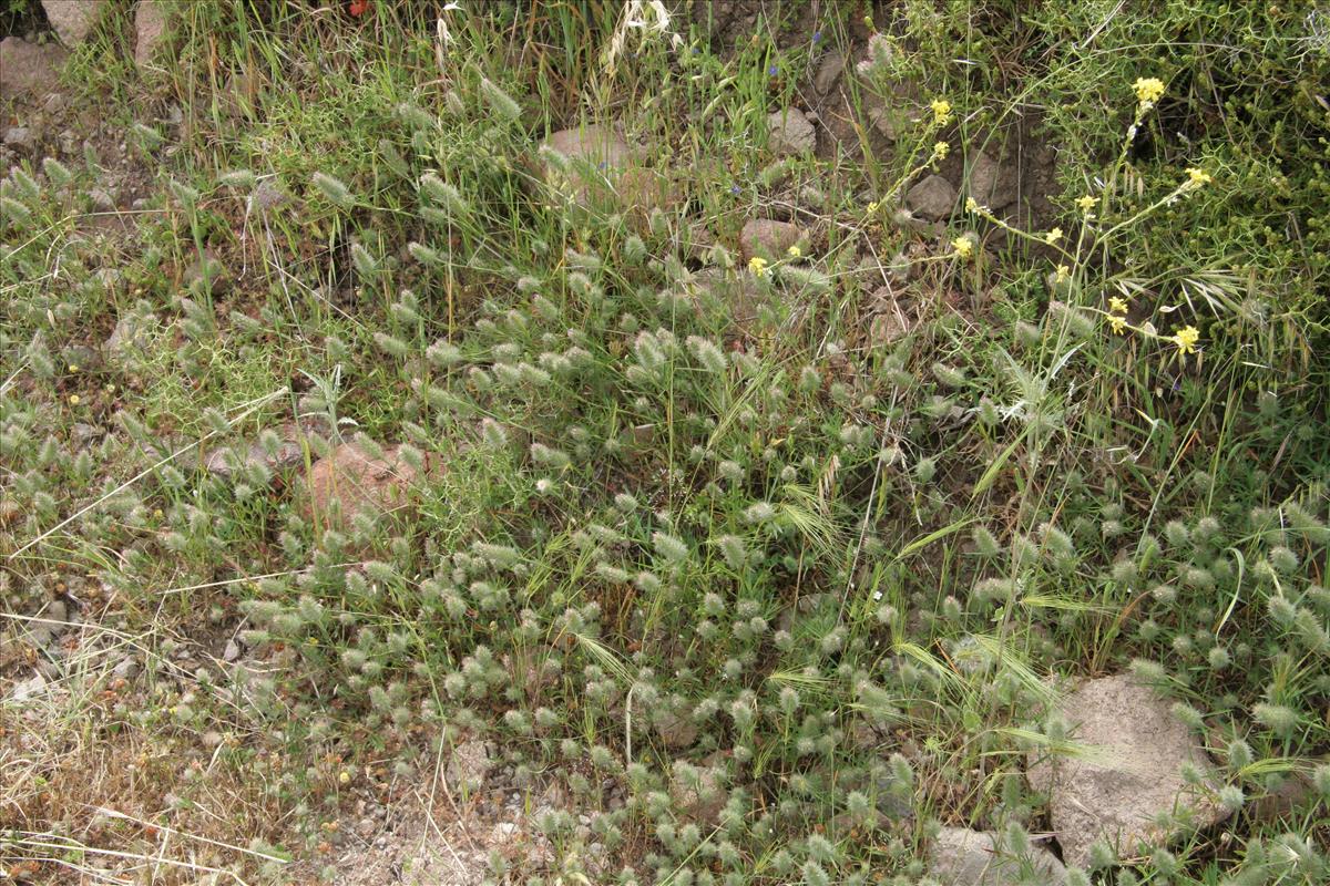 Trifolium angustifolium (door Willem Braam)