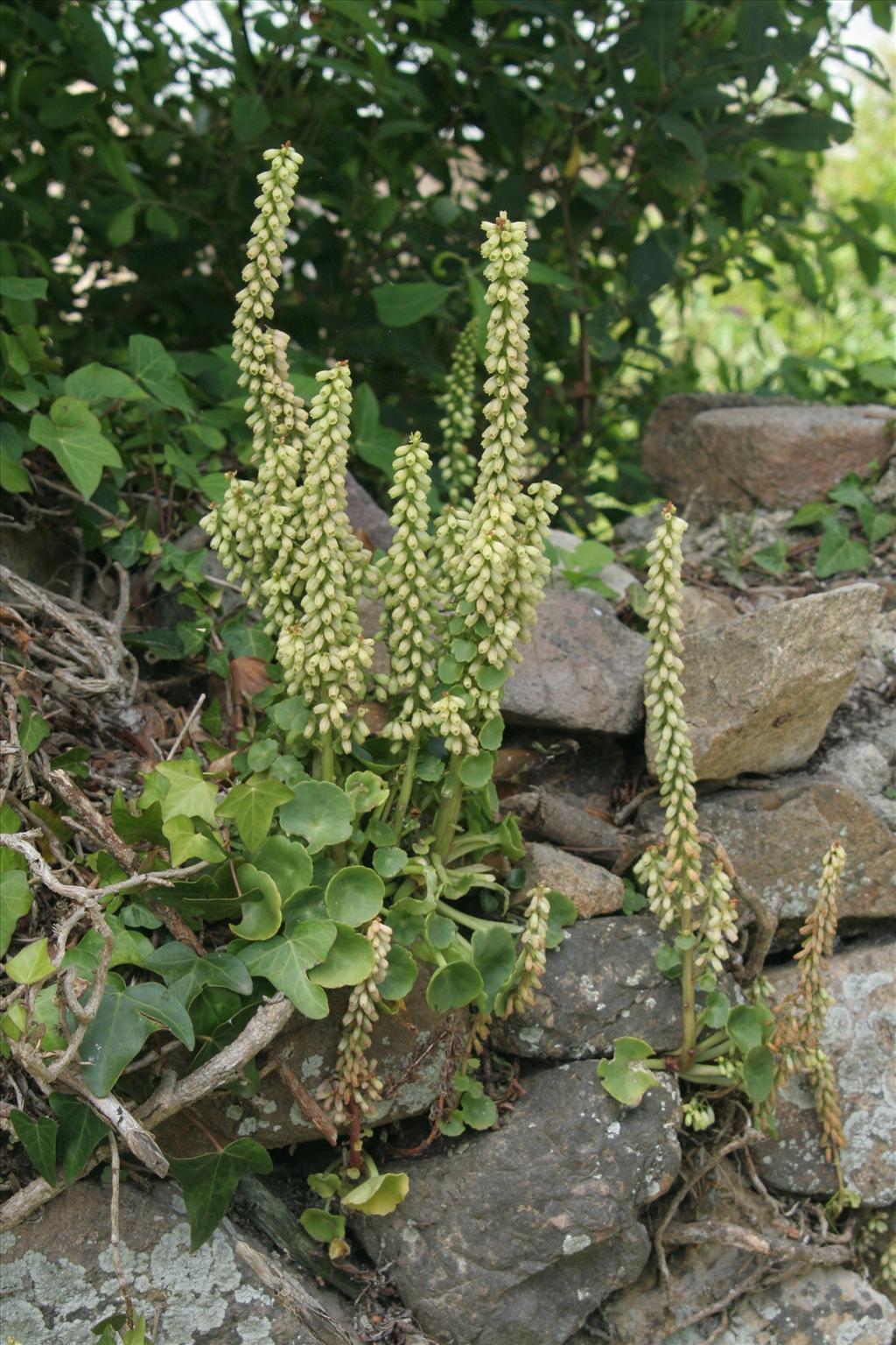 Umbilicus rupestris (door Willem Braam)