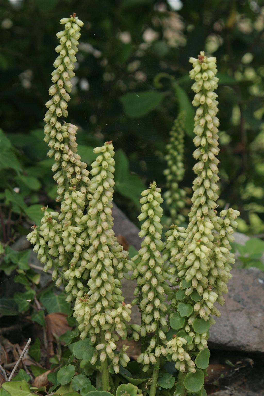 Umbilicus rupestris (door Willem Braam)