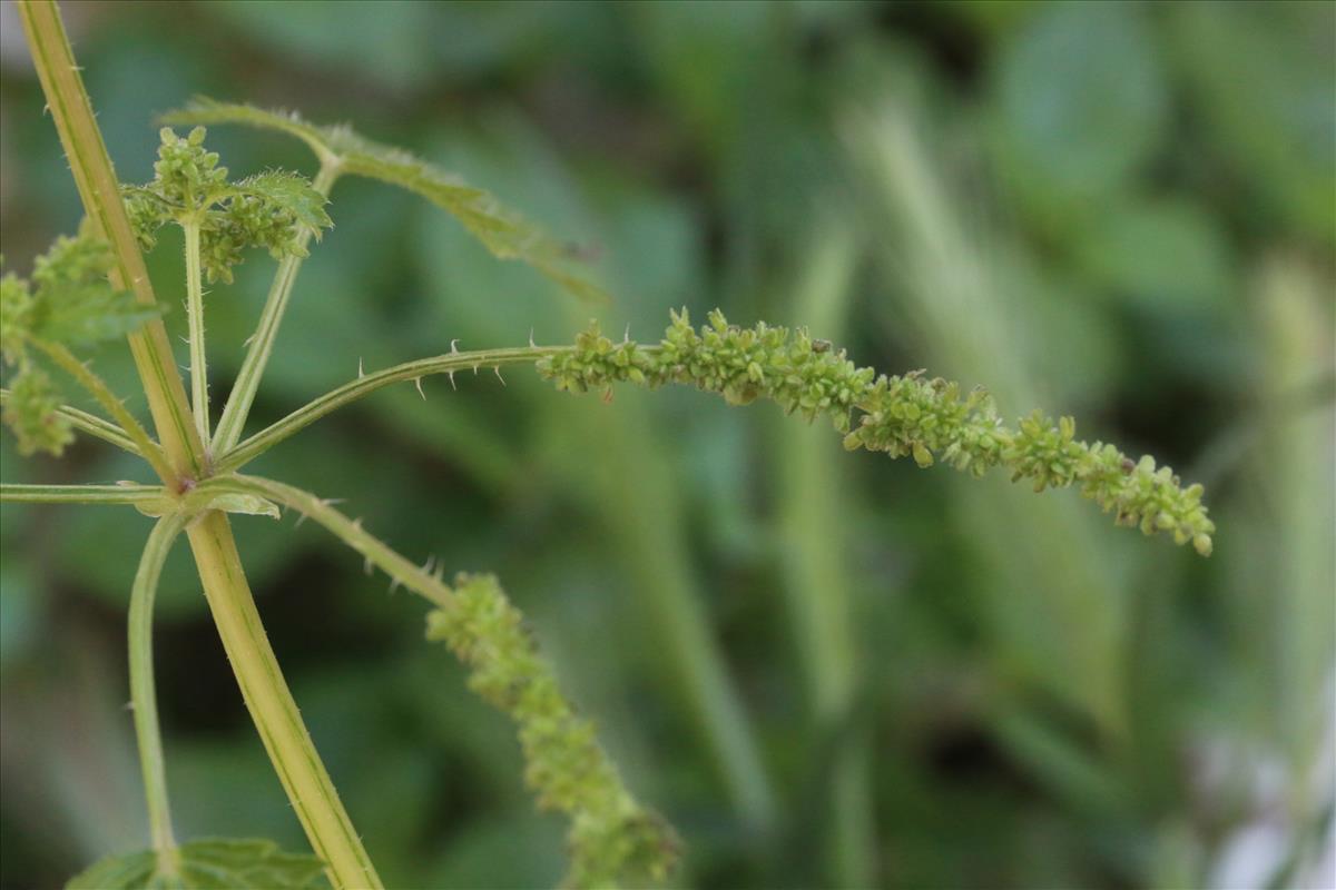 Urtica membranacea (door Willem Braam)