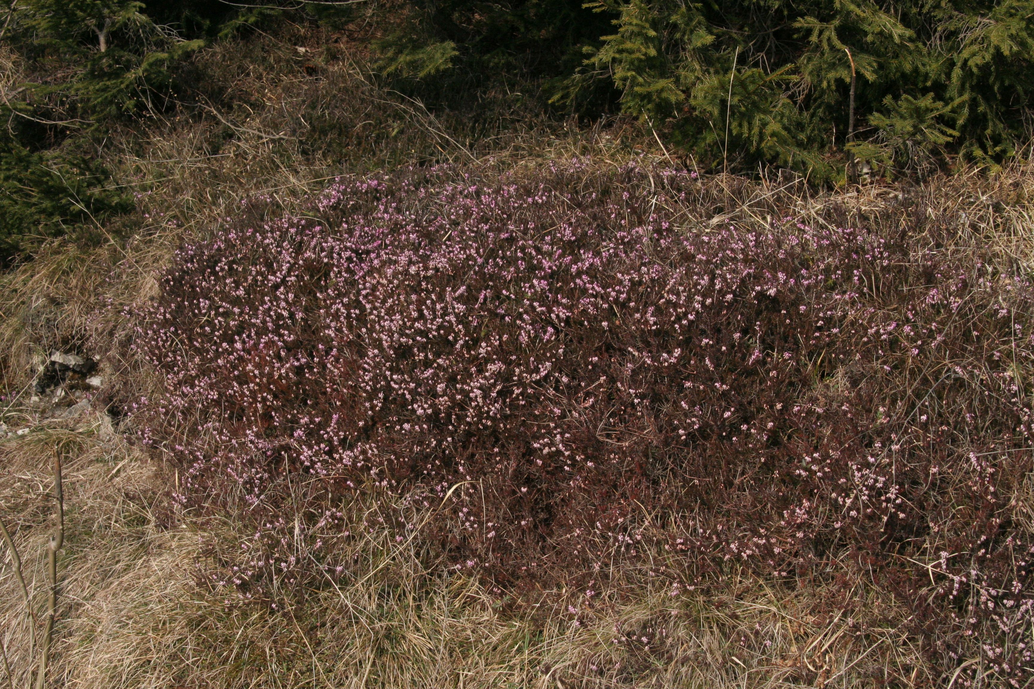 Erica herbacea (door Willem Braam)