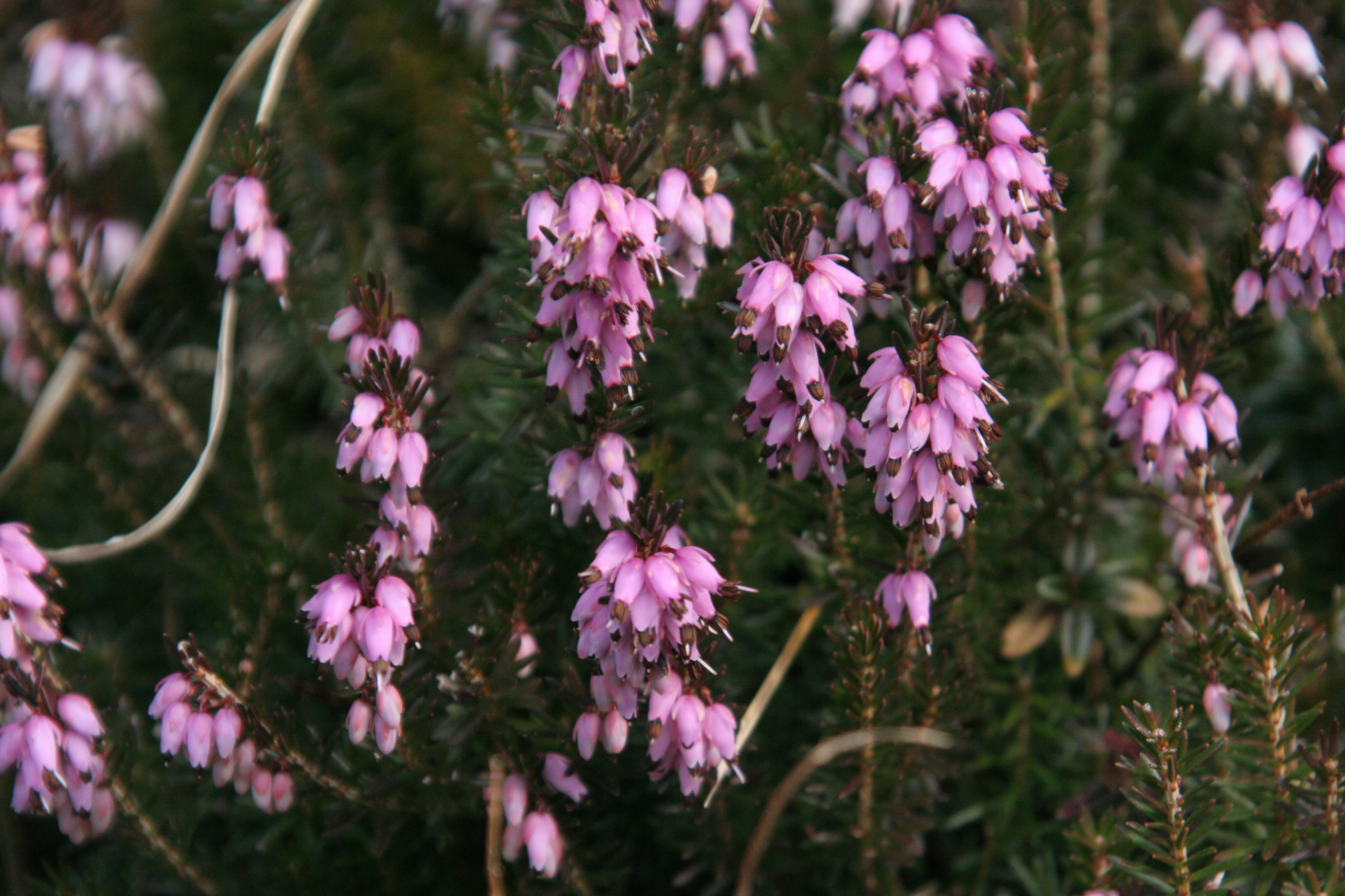 Erica herbacea (door Willem Braam)