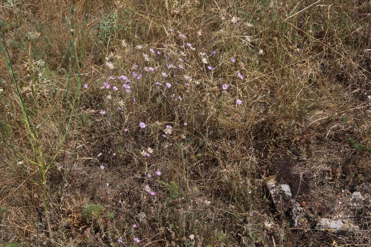 Xeranthemum annuum (door Willem Braam)