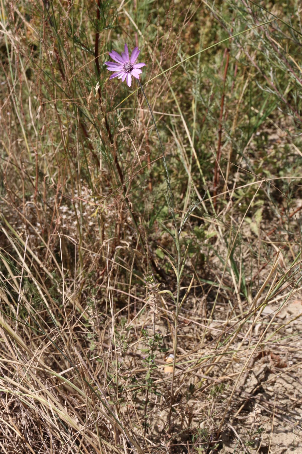 Xeranthemum annuum (door Willem Braam)