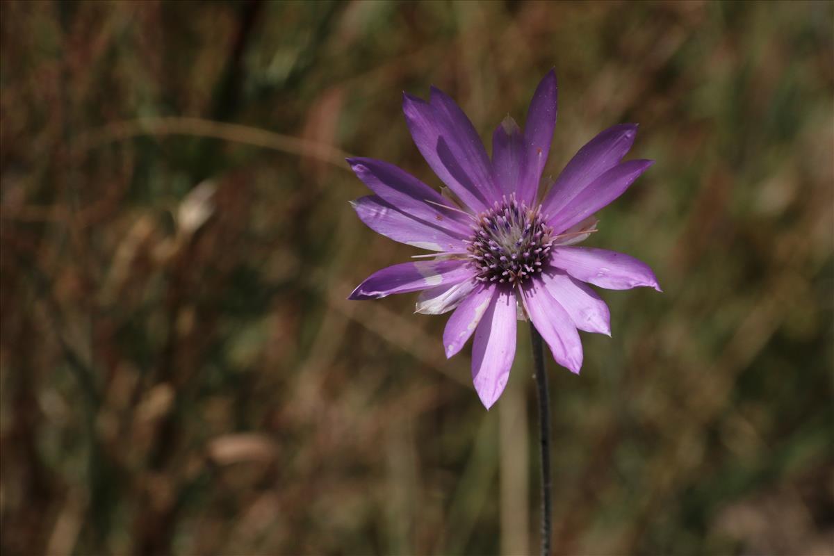 Xeranthemum annuum (door Willem Braam)