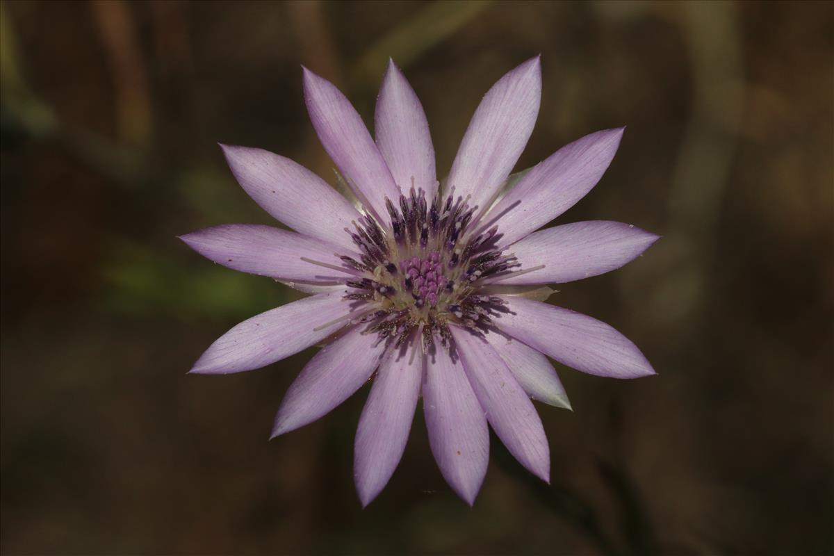 Xeranthemum annuum (door Willem Braam)