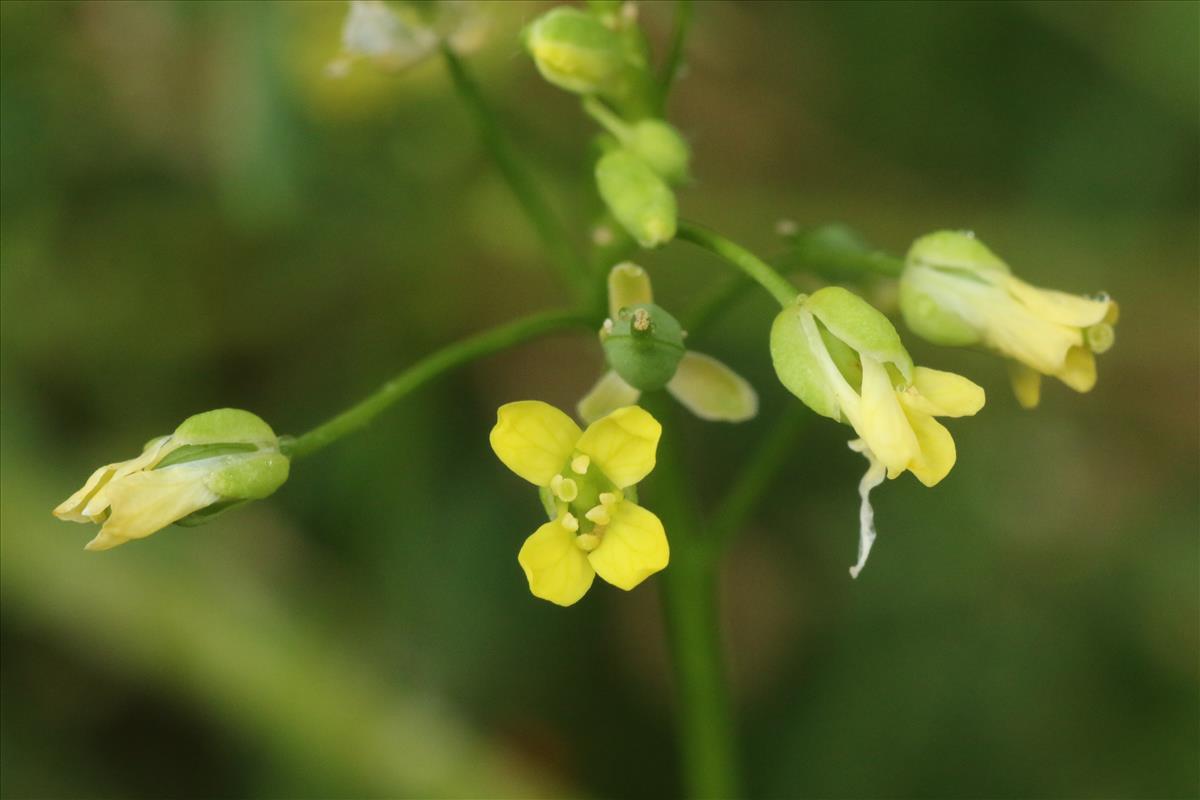 Camelina sativa subsp. sativa (door Willem Braam)